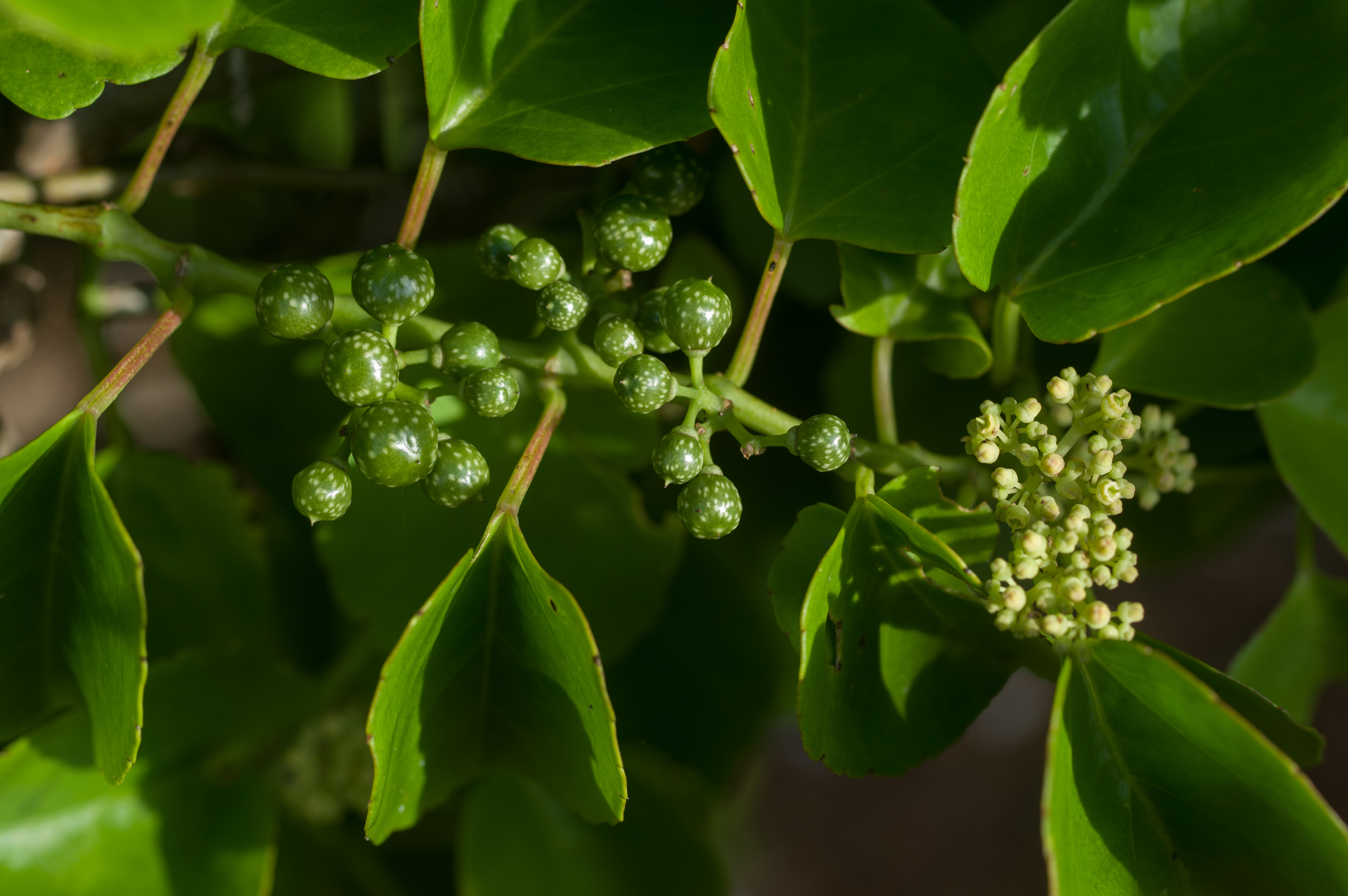 Cissus verticillata