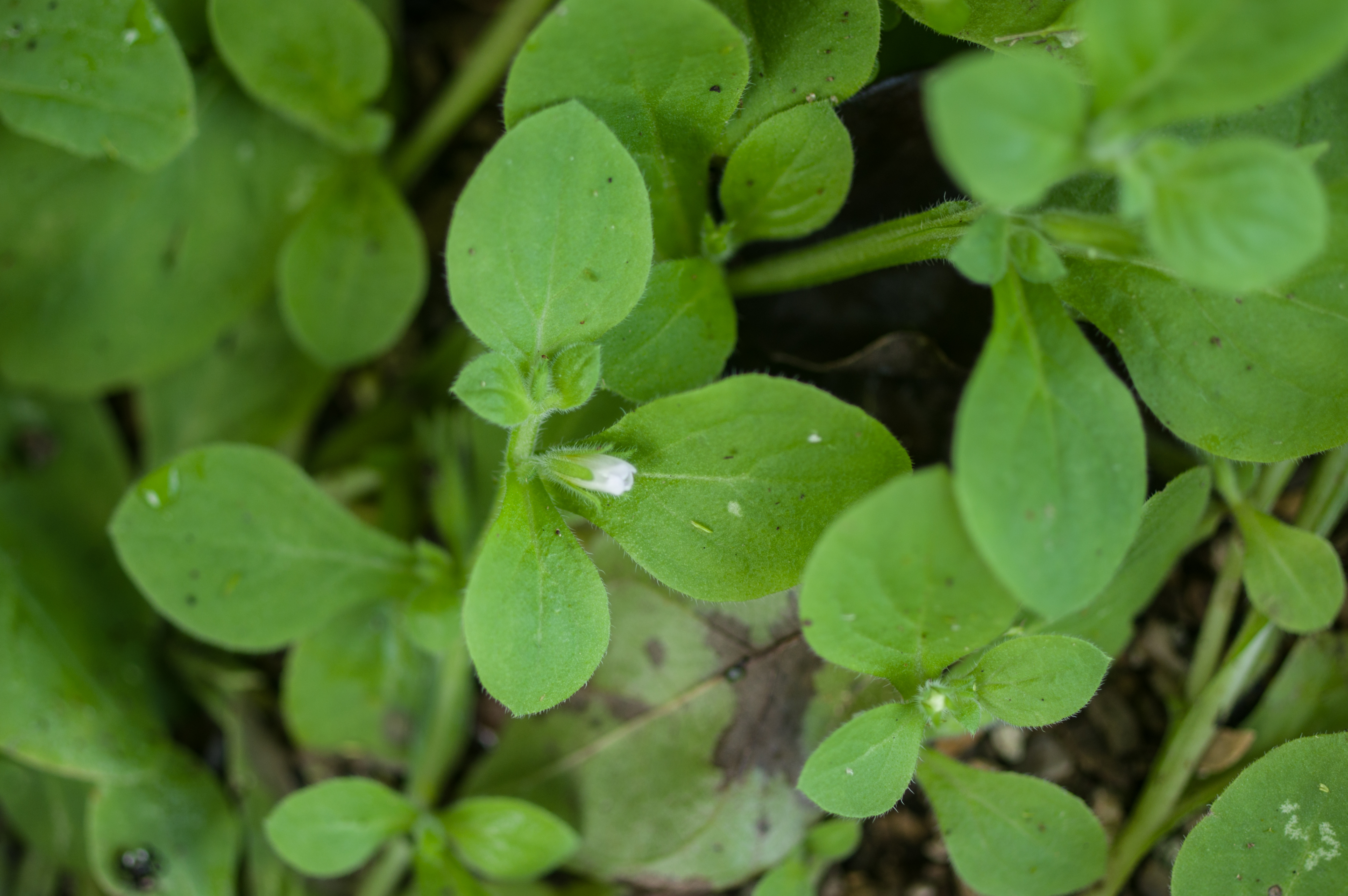 Nama jamaicensis