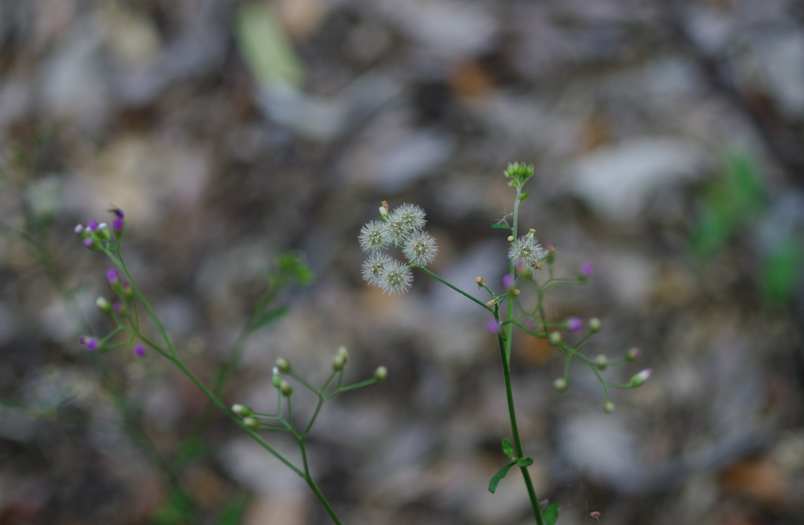 Cyanthillium cinereum
