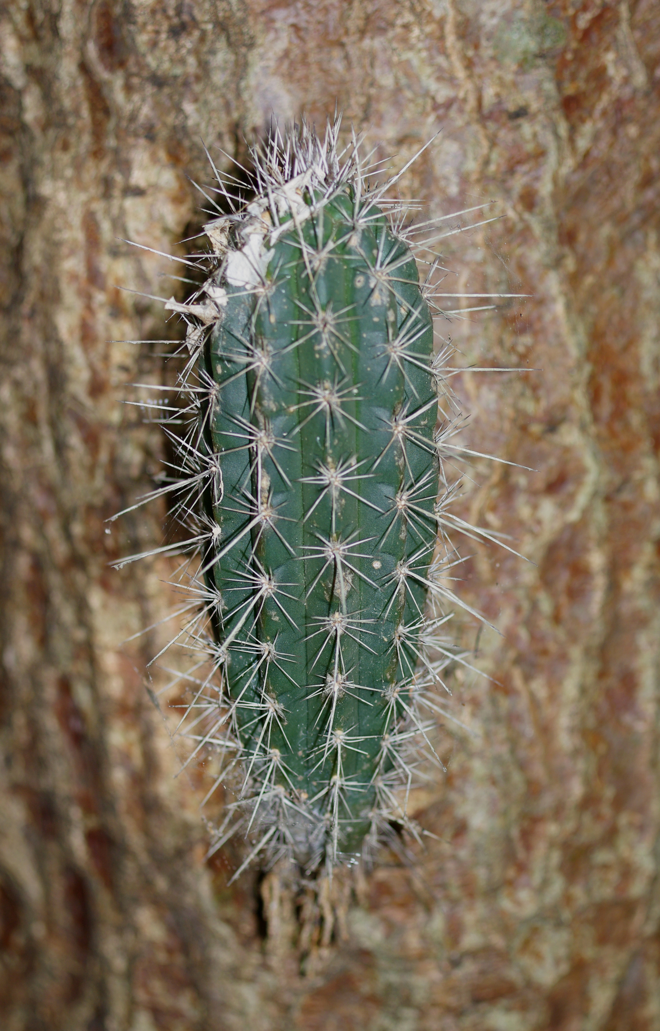 Cereus repandus