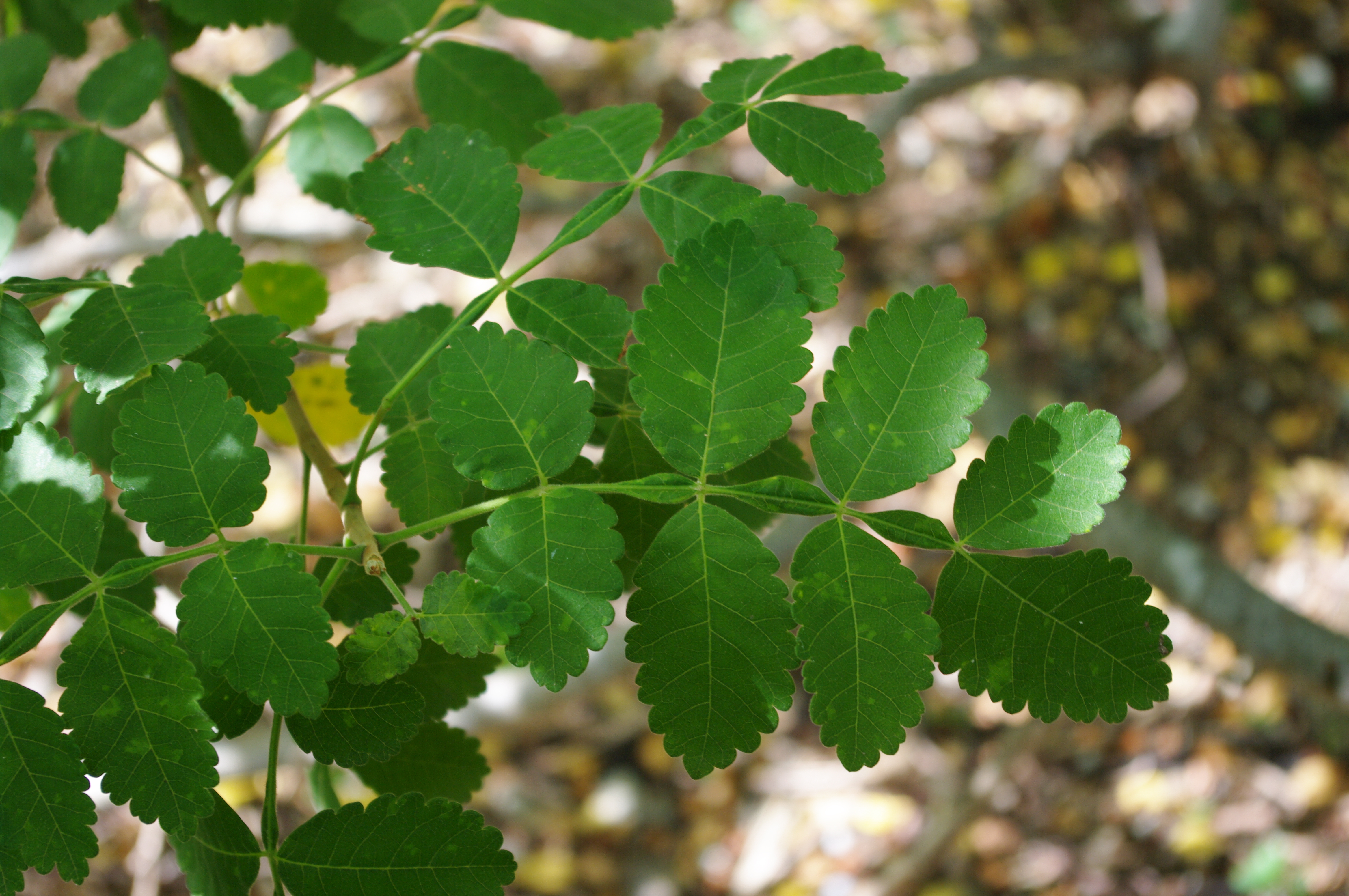 Bursera tomentosa