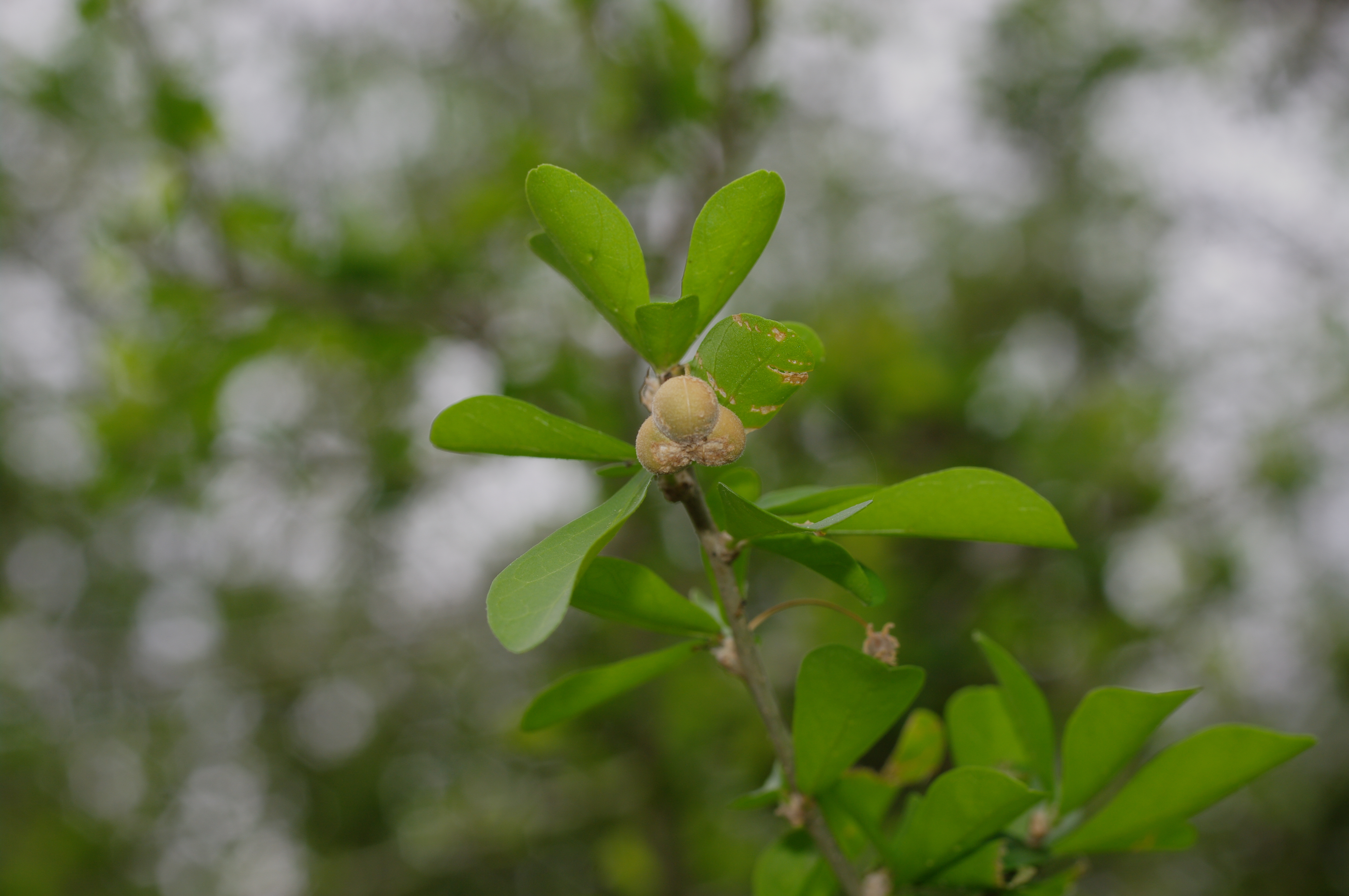 Adelia ricinella