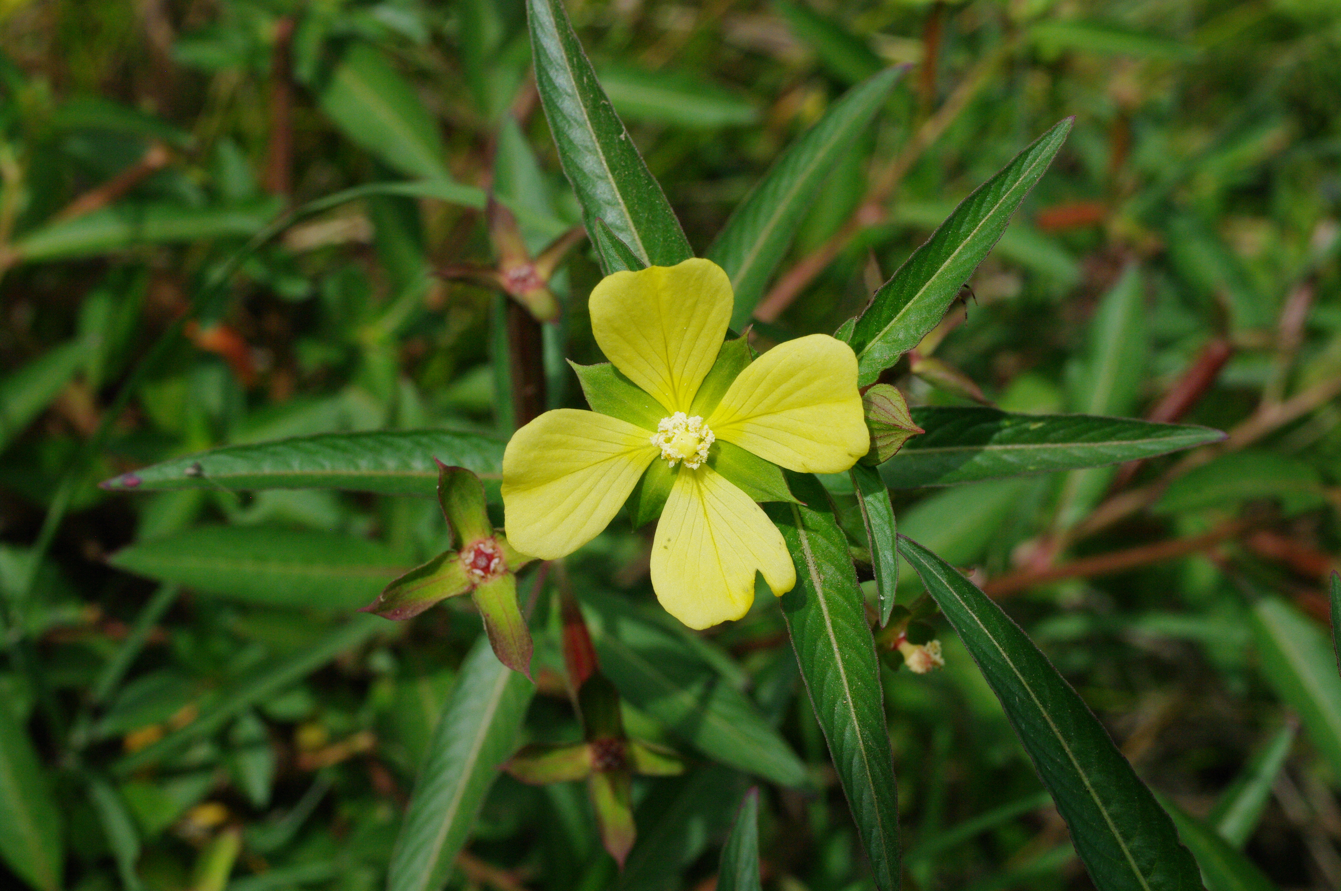 Ludwigia octovalvis