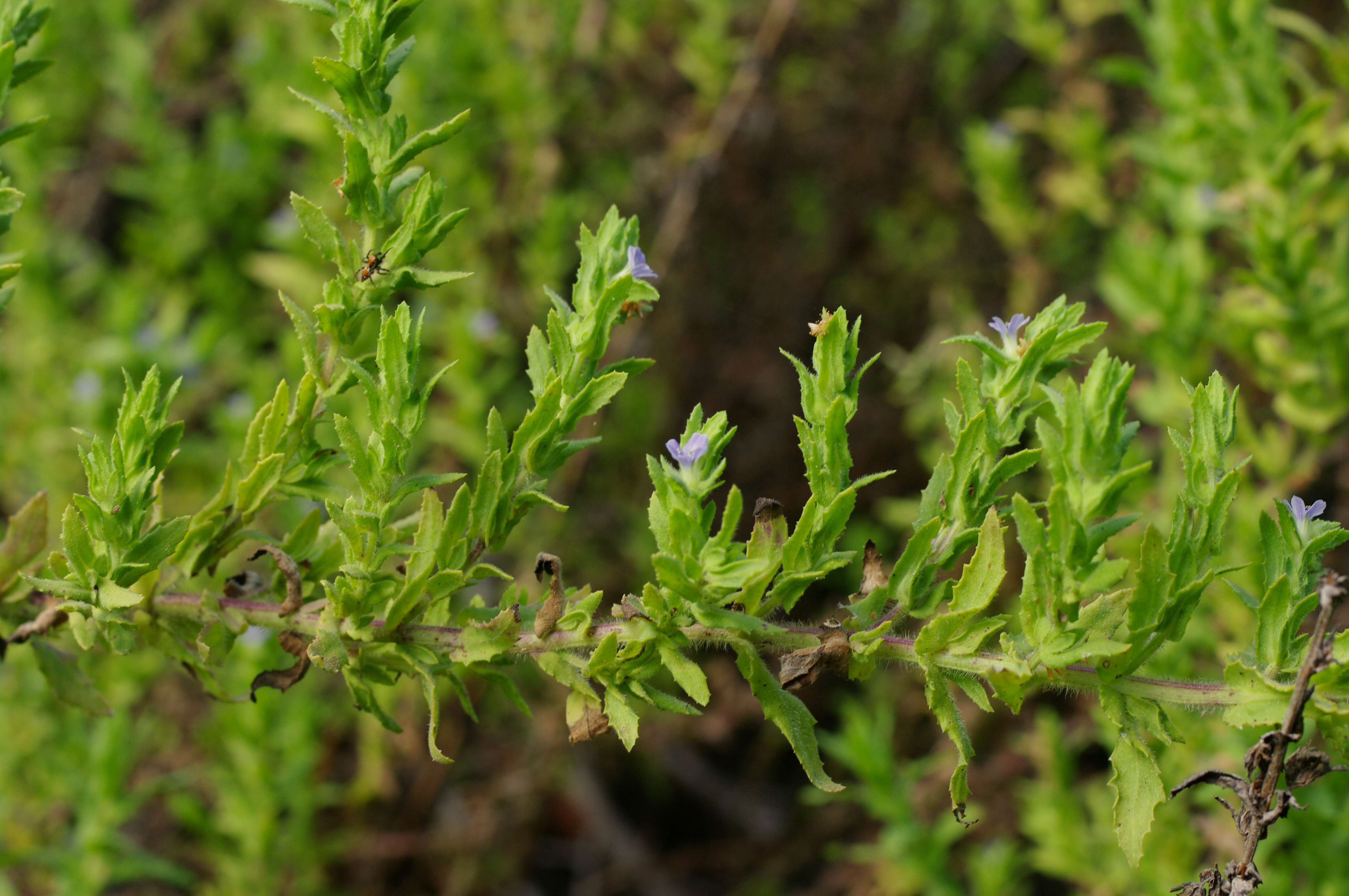 Stemodia maritima