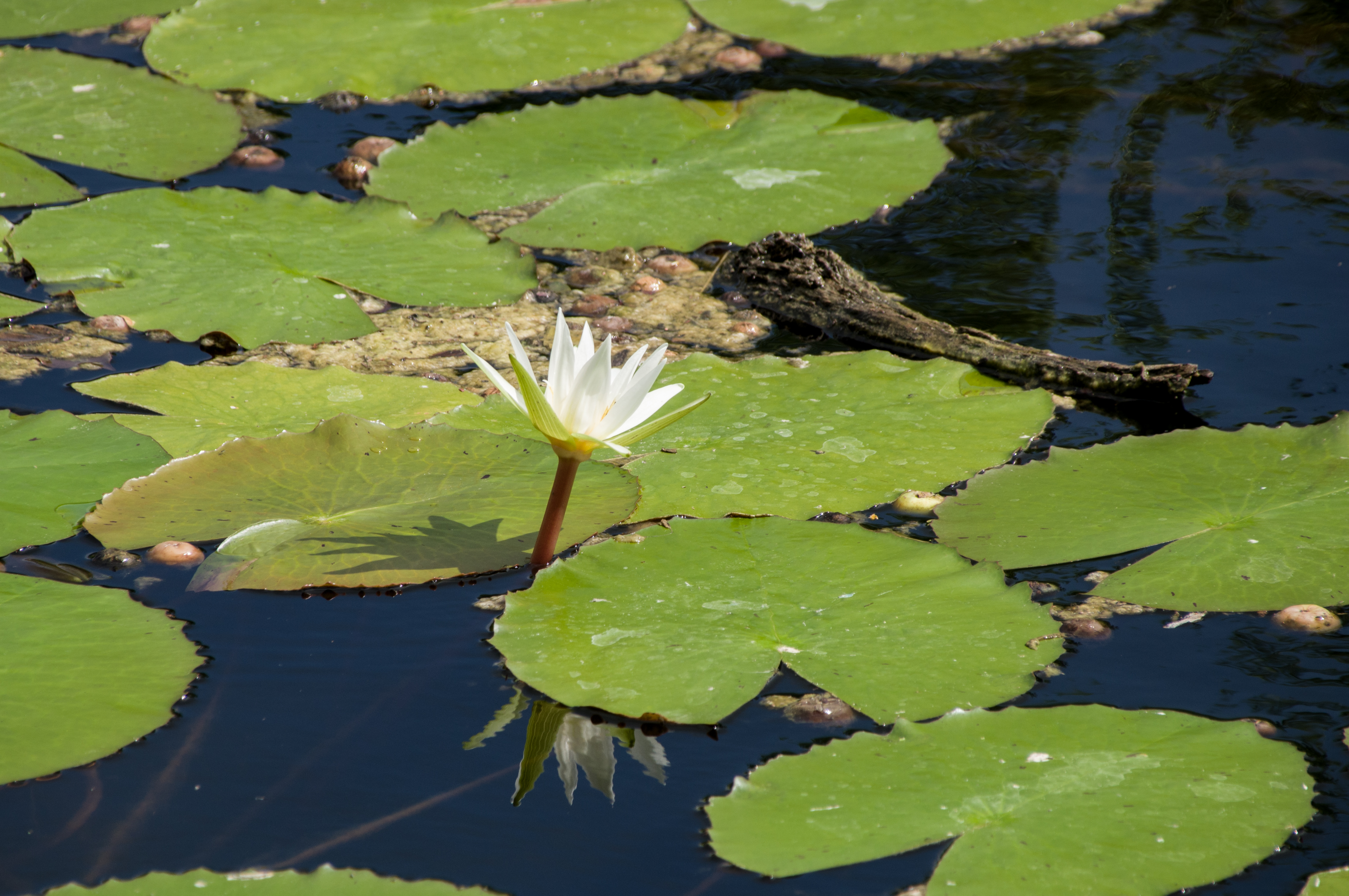 Nymphaea ampla