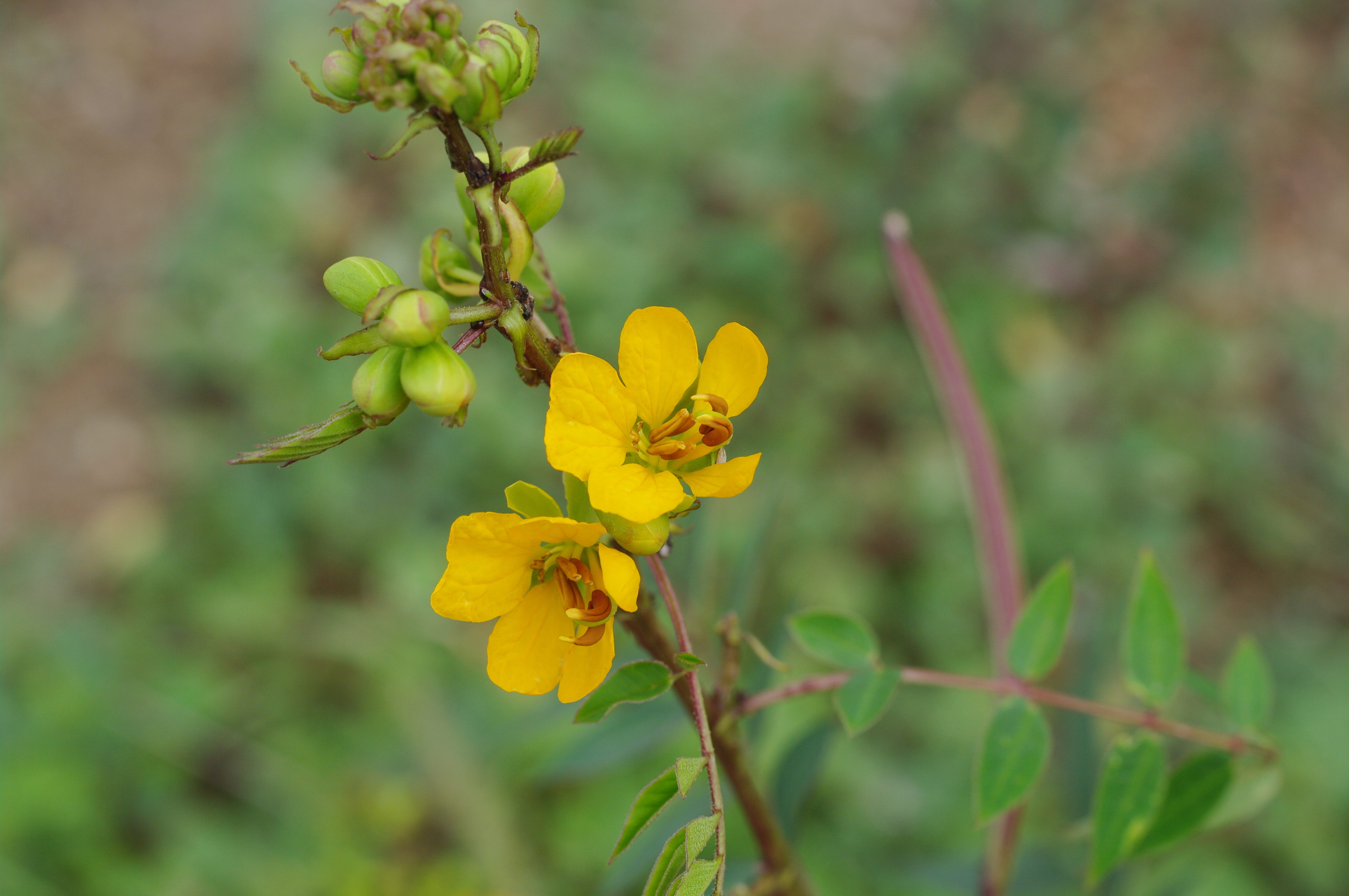 Senna sophera