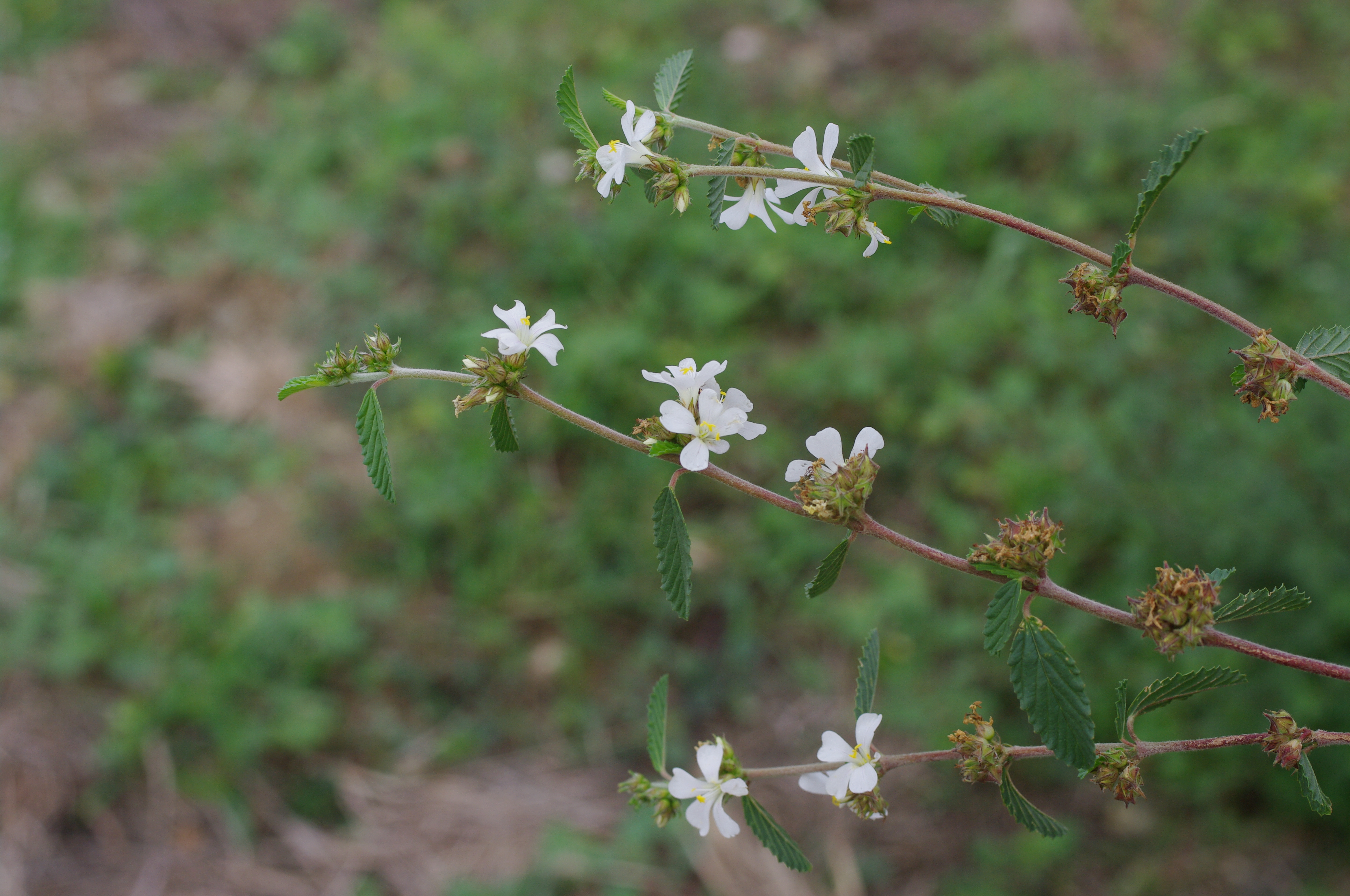 Melochia parvifolia