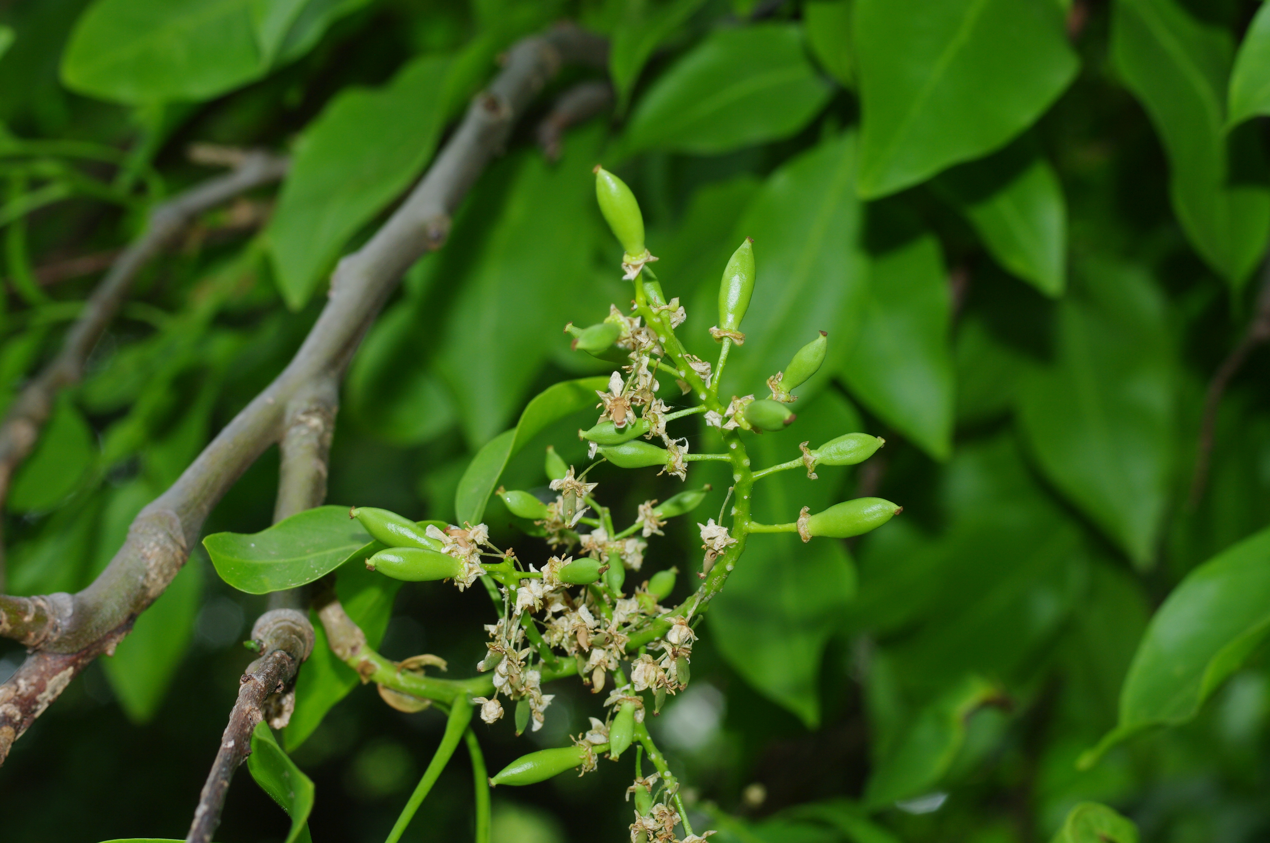 Melicoccus bijugatusss