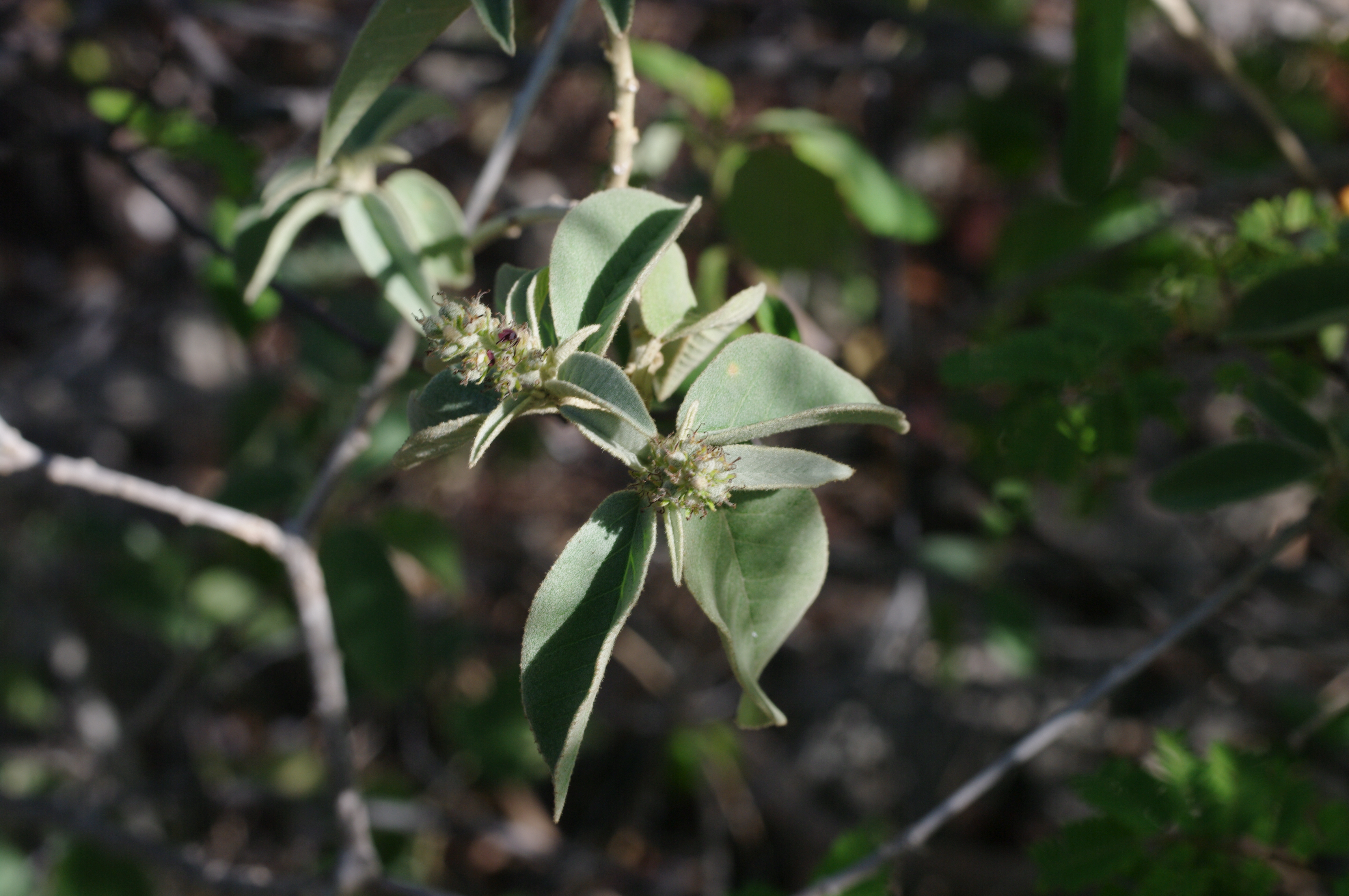 Croton flavens