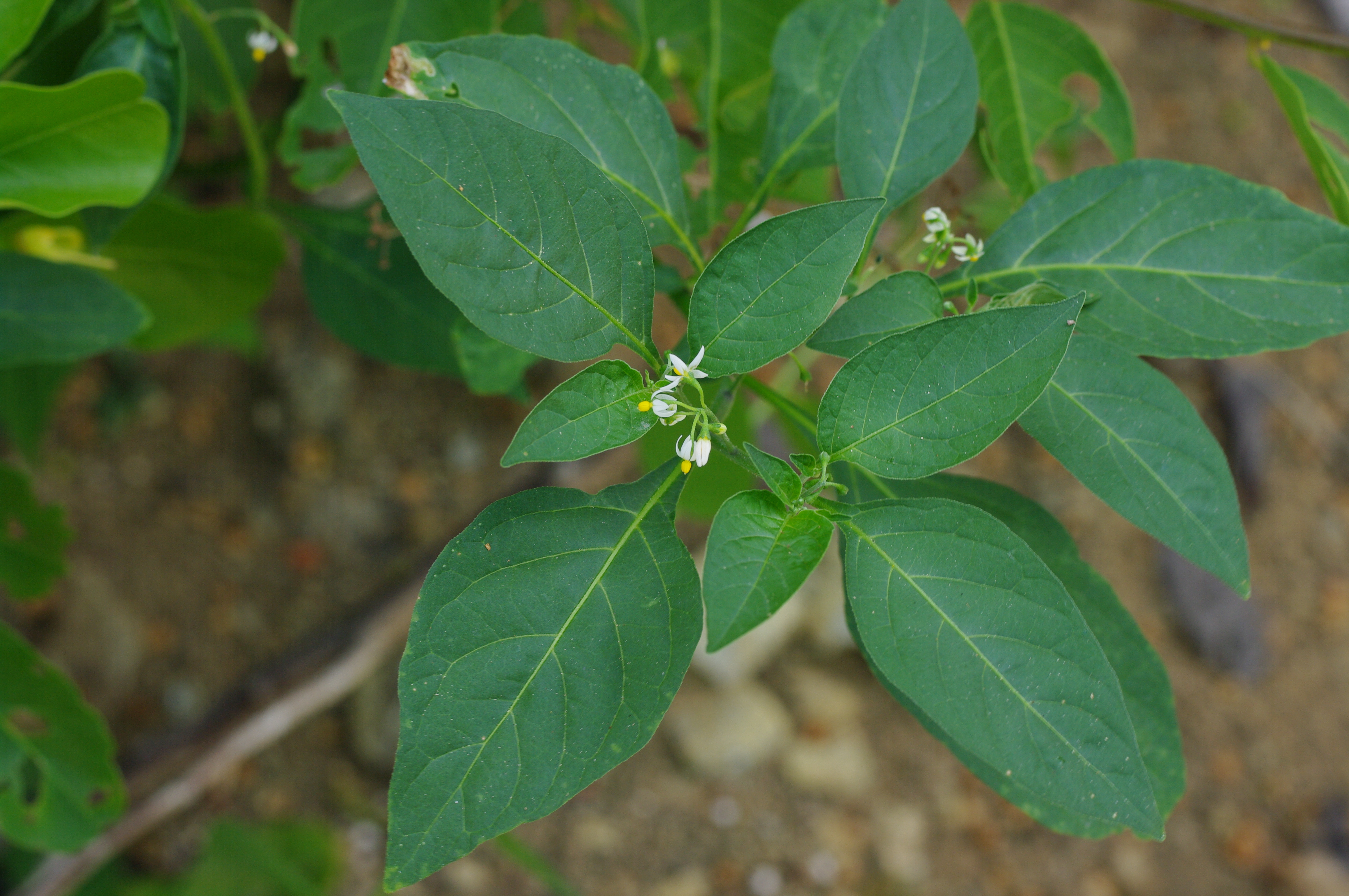 Solanum americanum