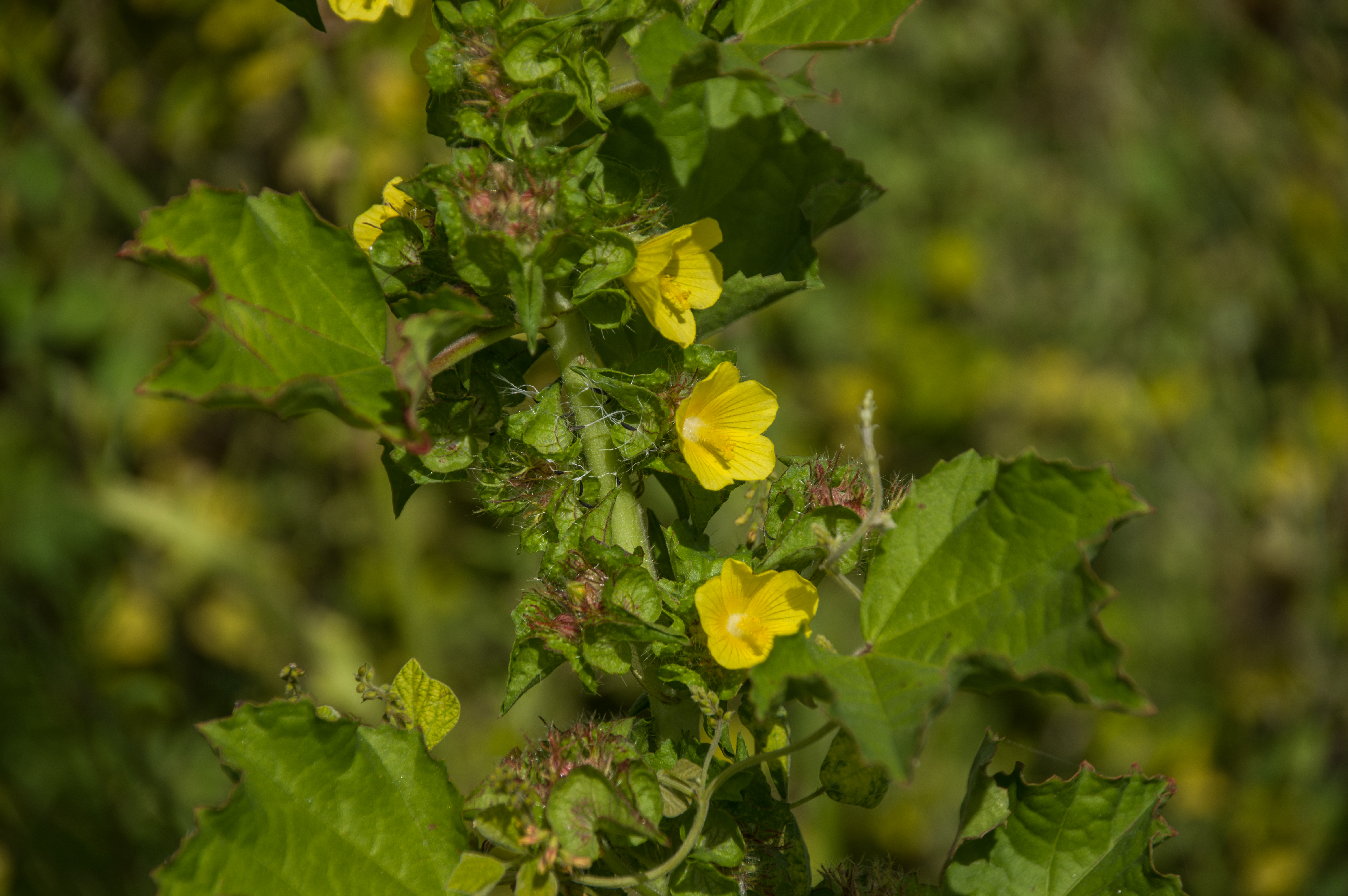 Malachra alceifolia