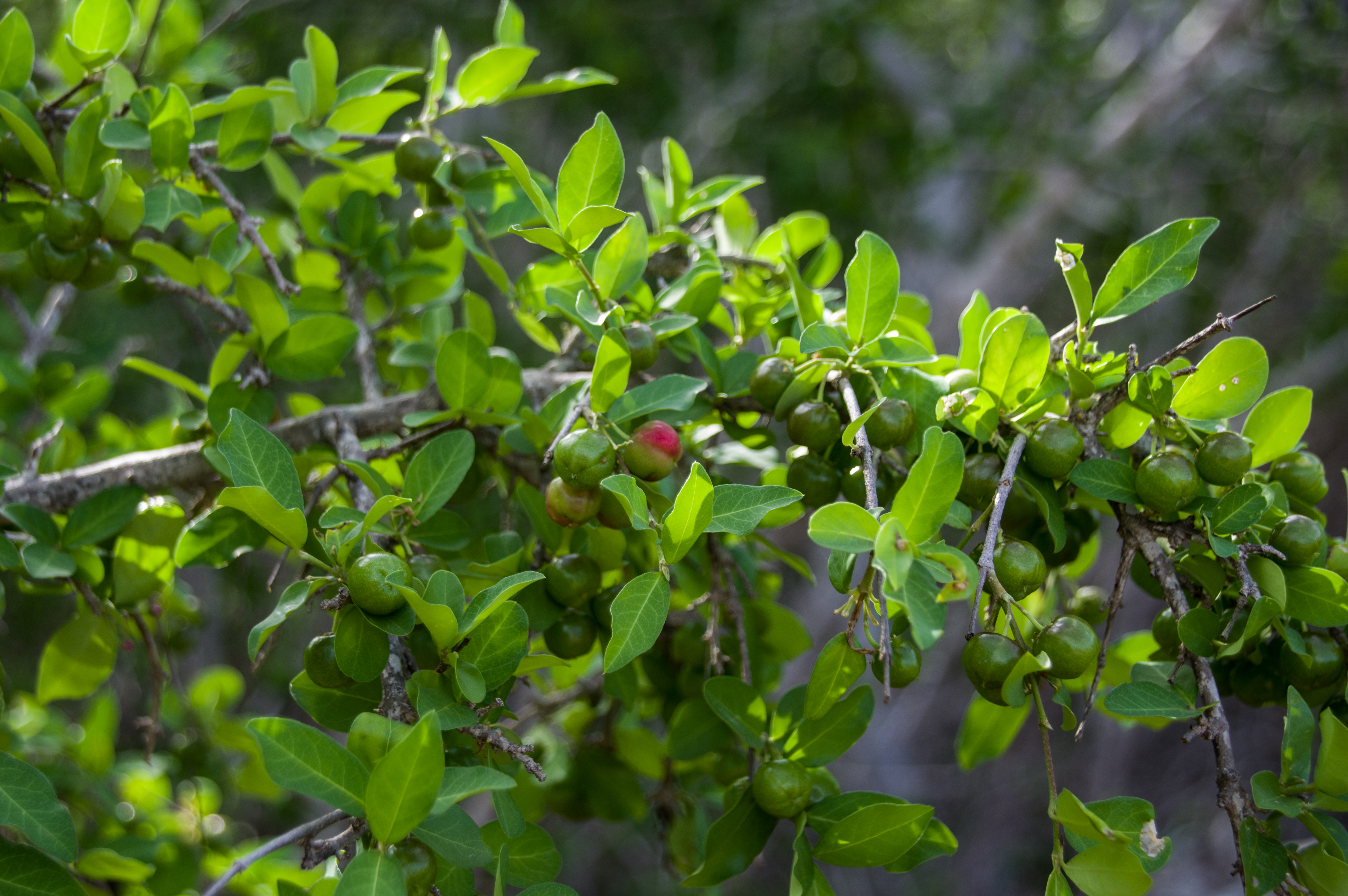 Malpighia emarginata