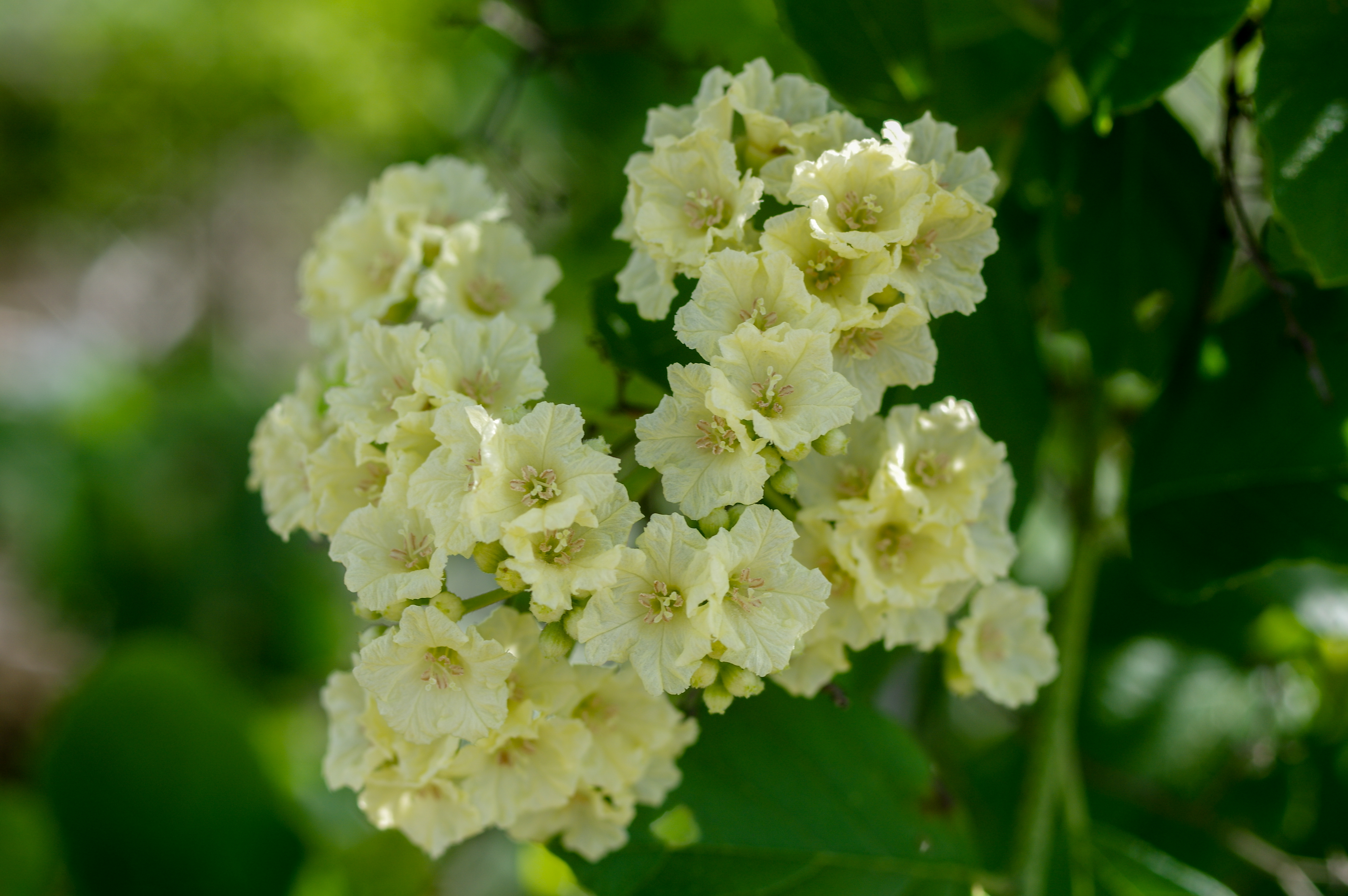 Cordia alba