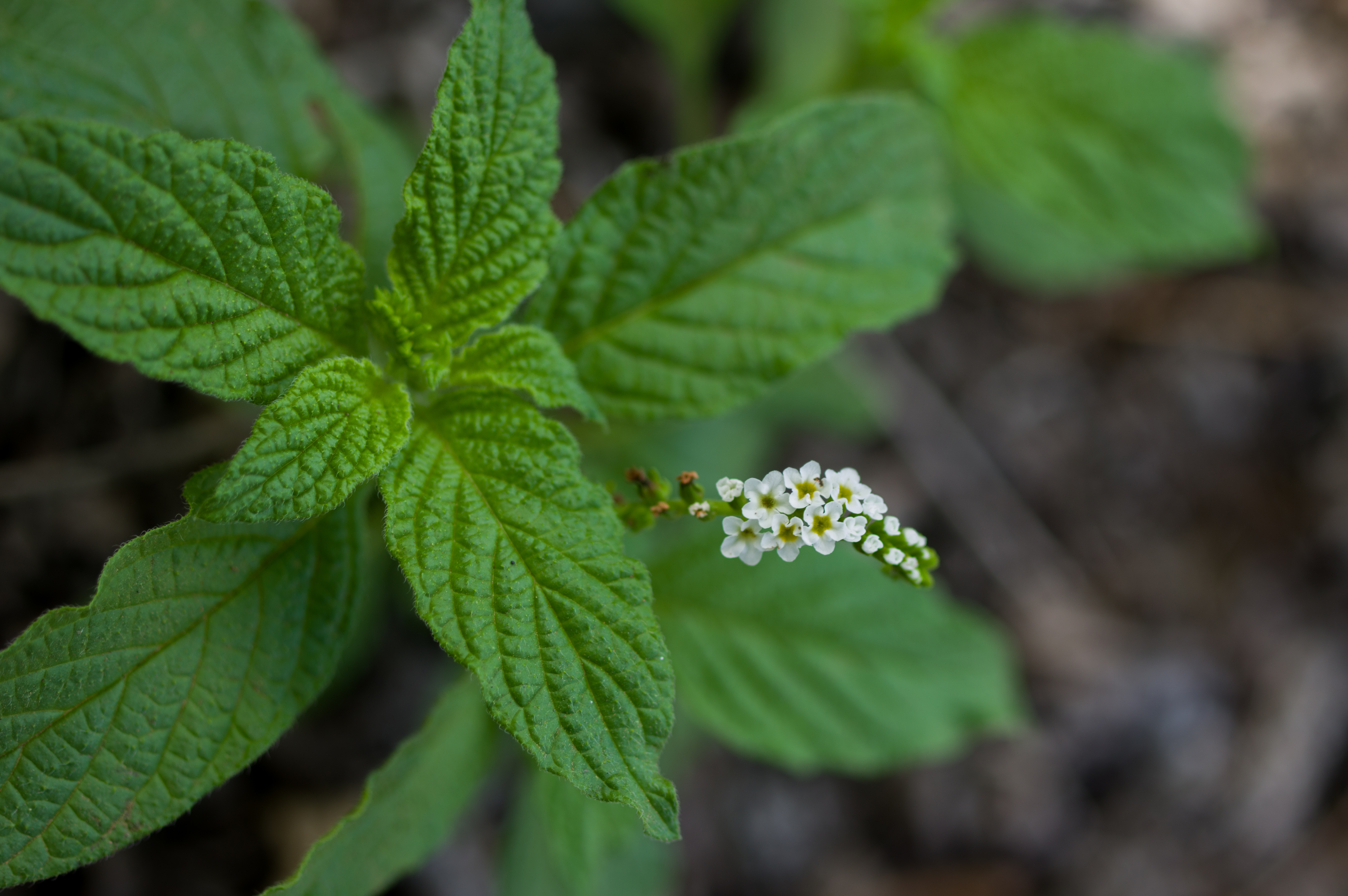 Heliotropium indicum