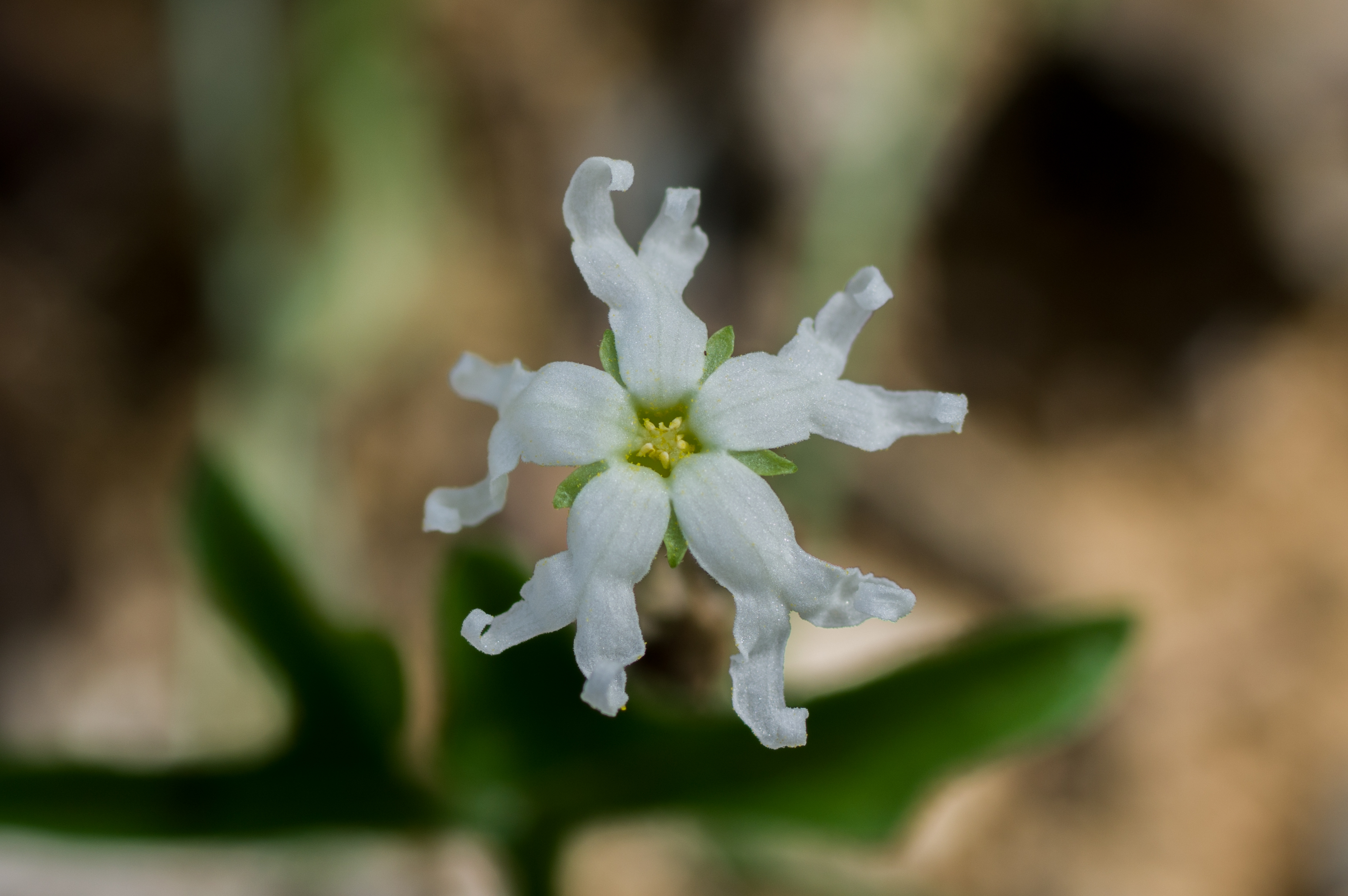 Ceratosanthes palmata