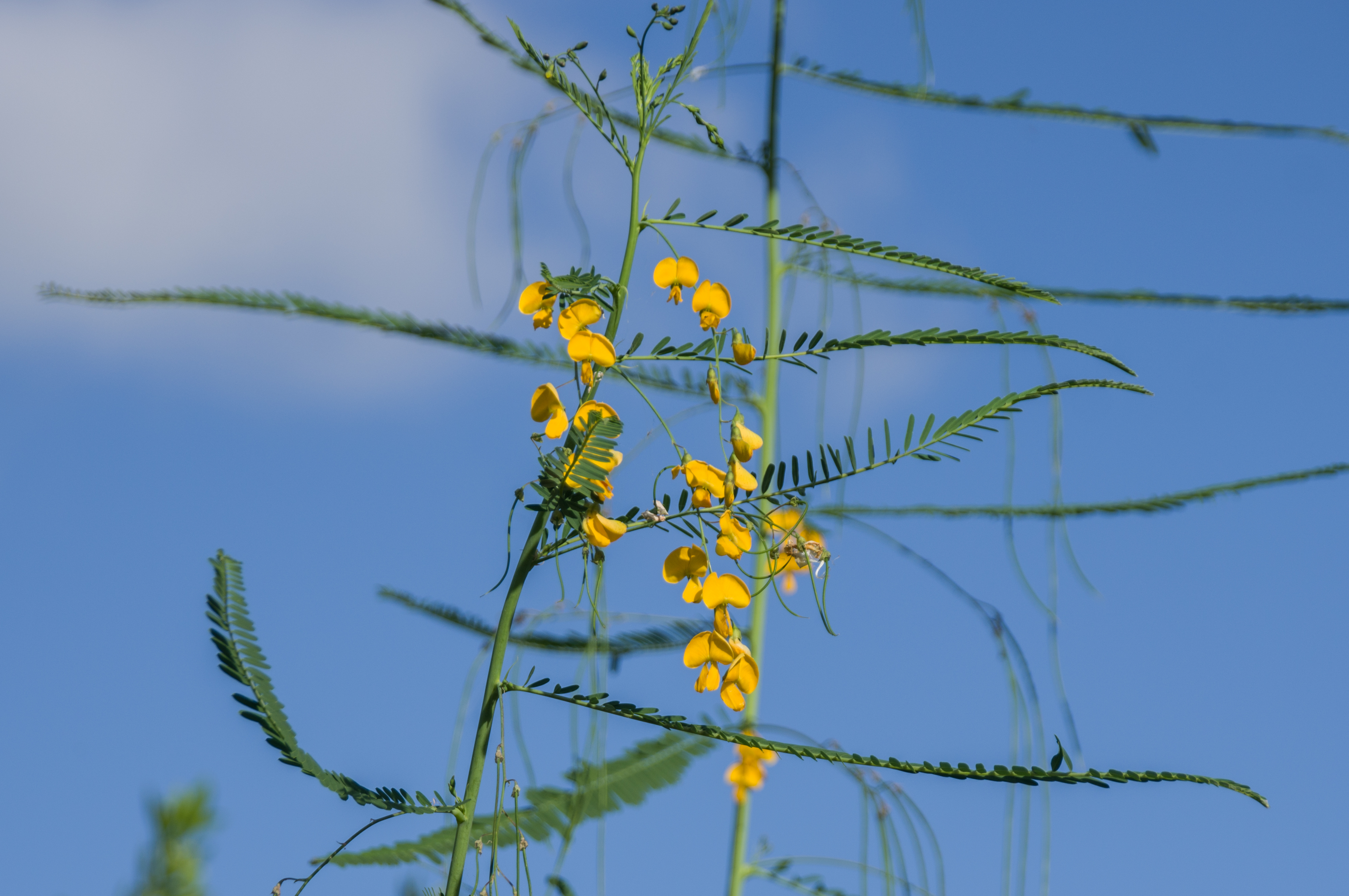 Sesbania bispinosa