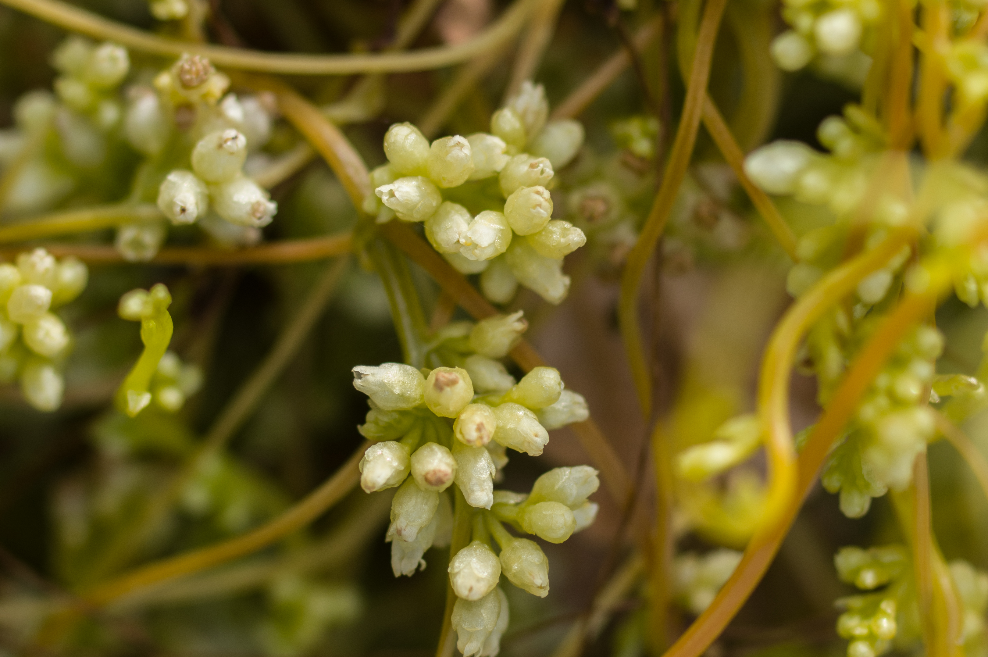 Cuscuta american
