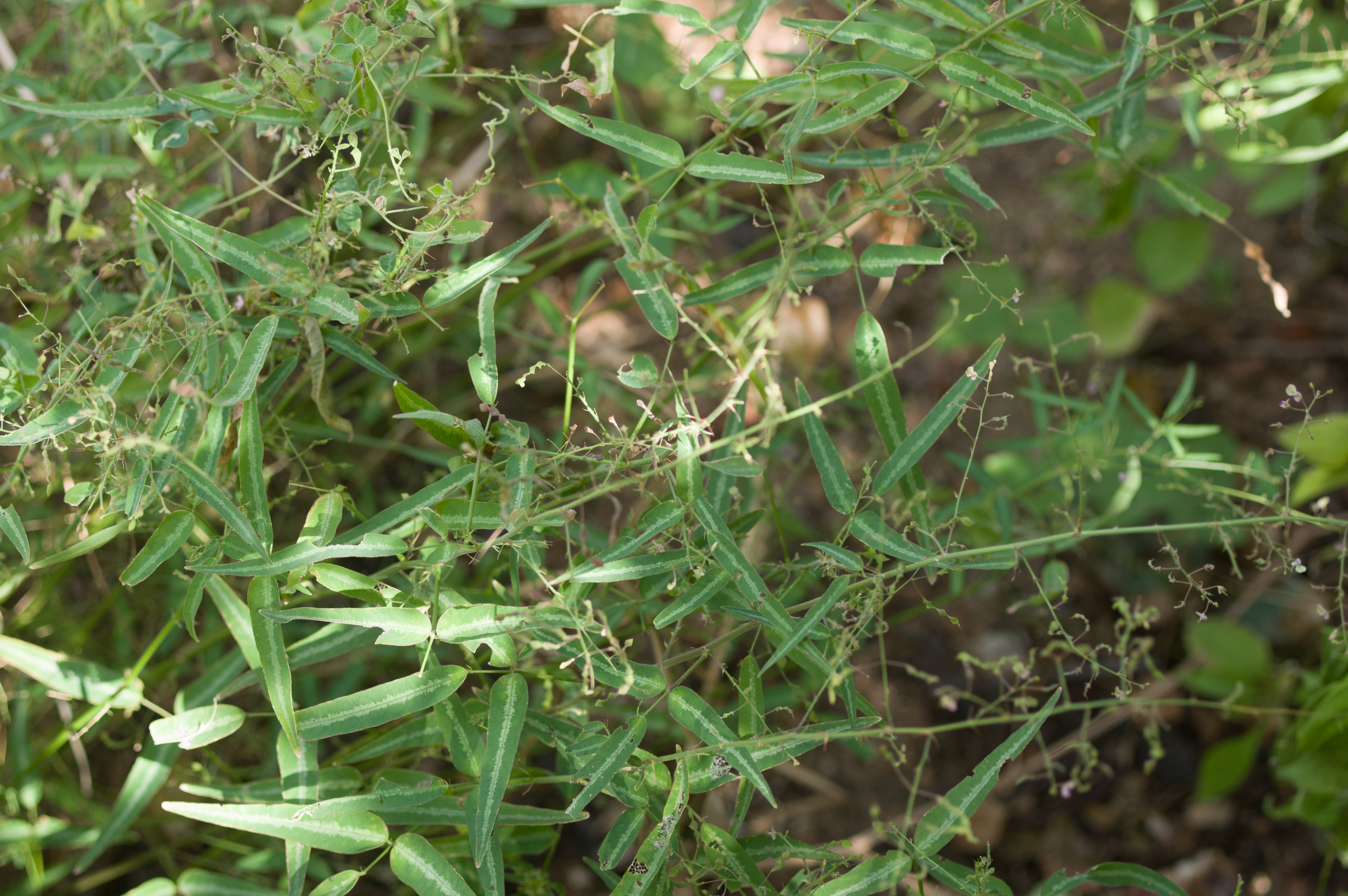 Desmodium procumbens