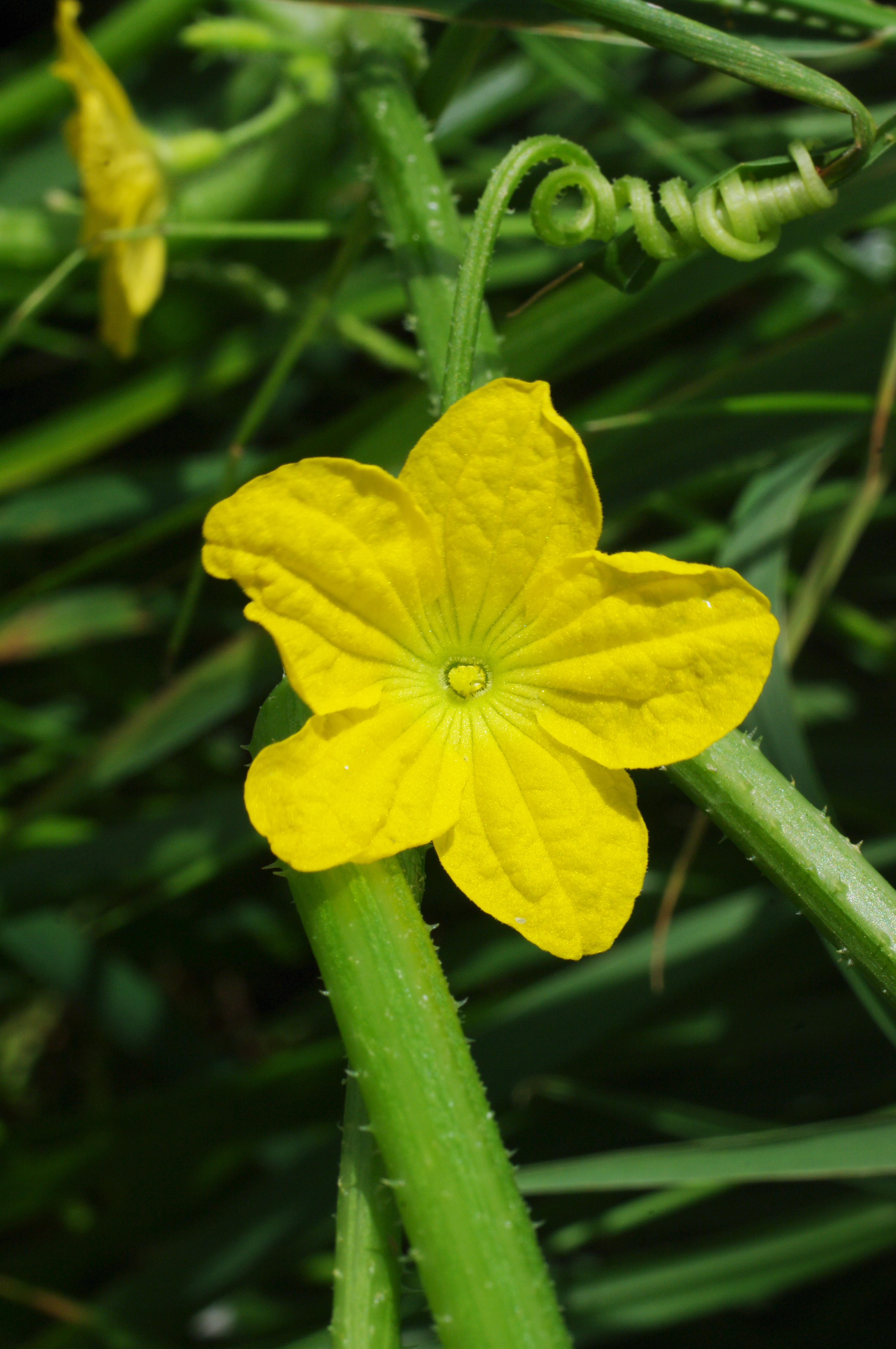Cucumis dipsaceus