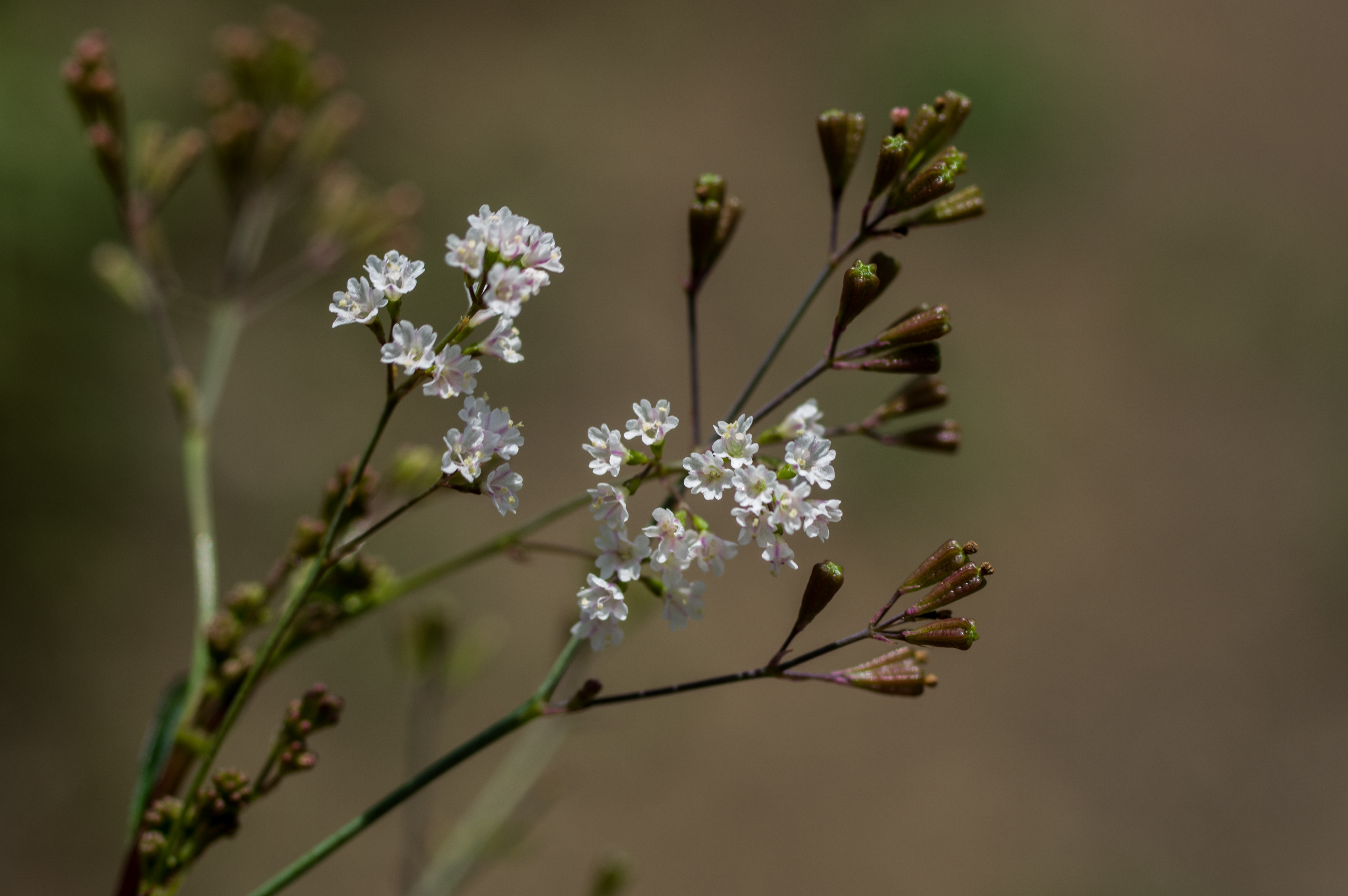 Boerhavia erecta