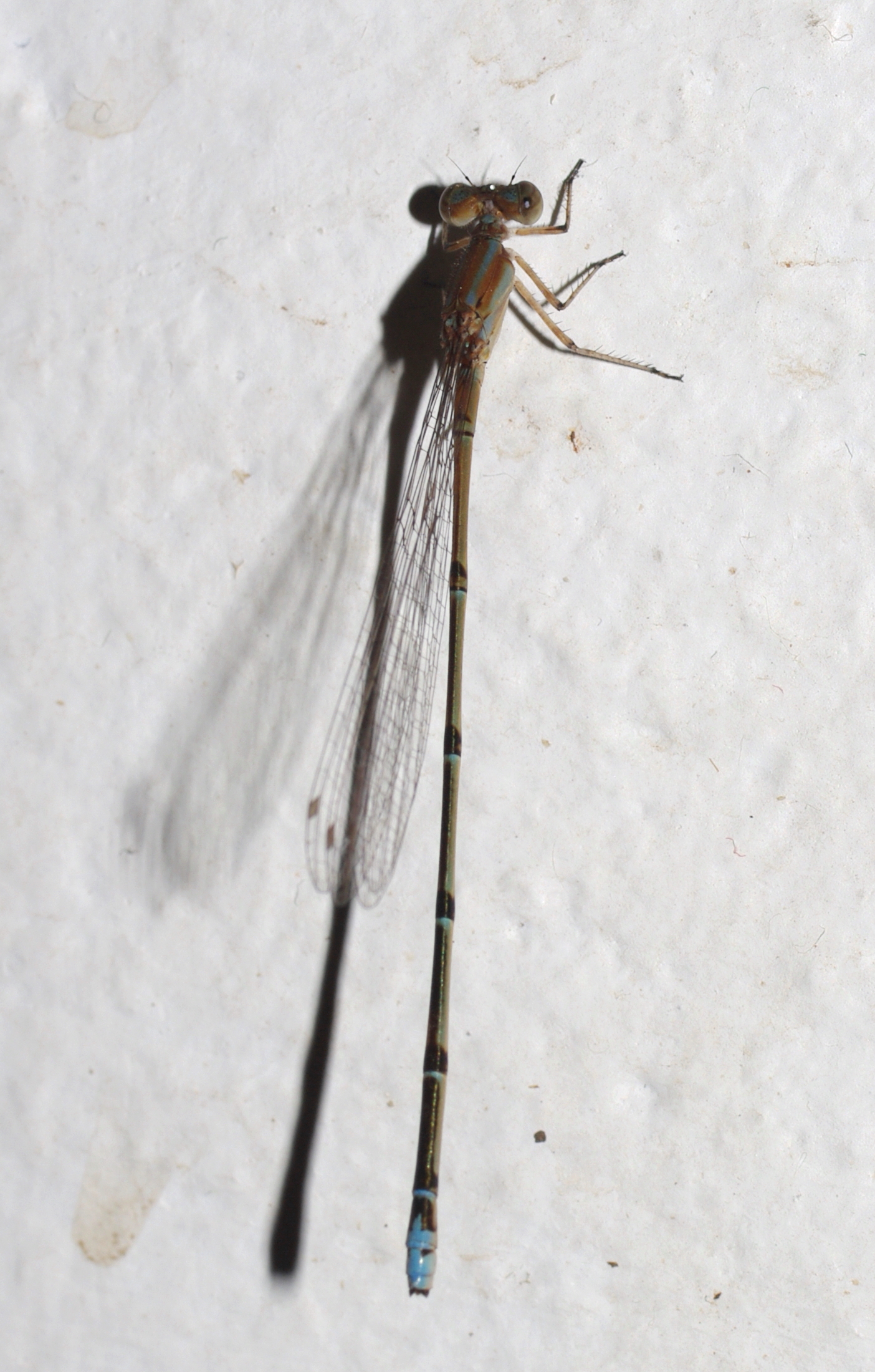 Acanthagrion fluviatile