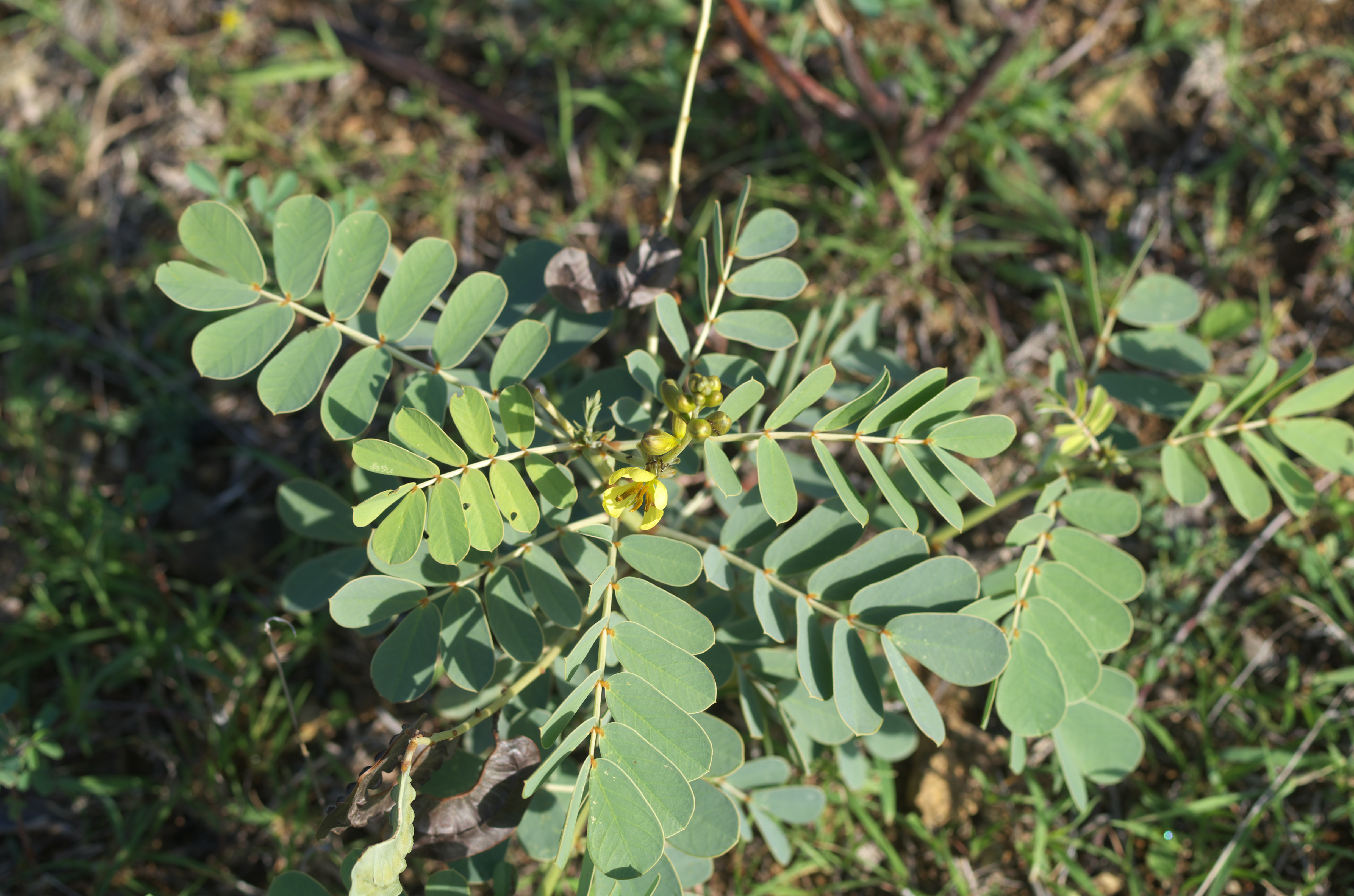 Senna italica