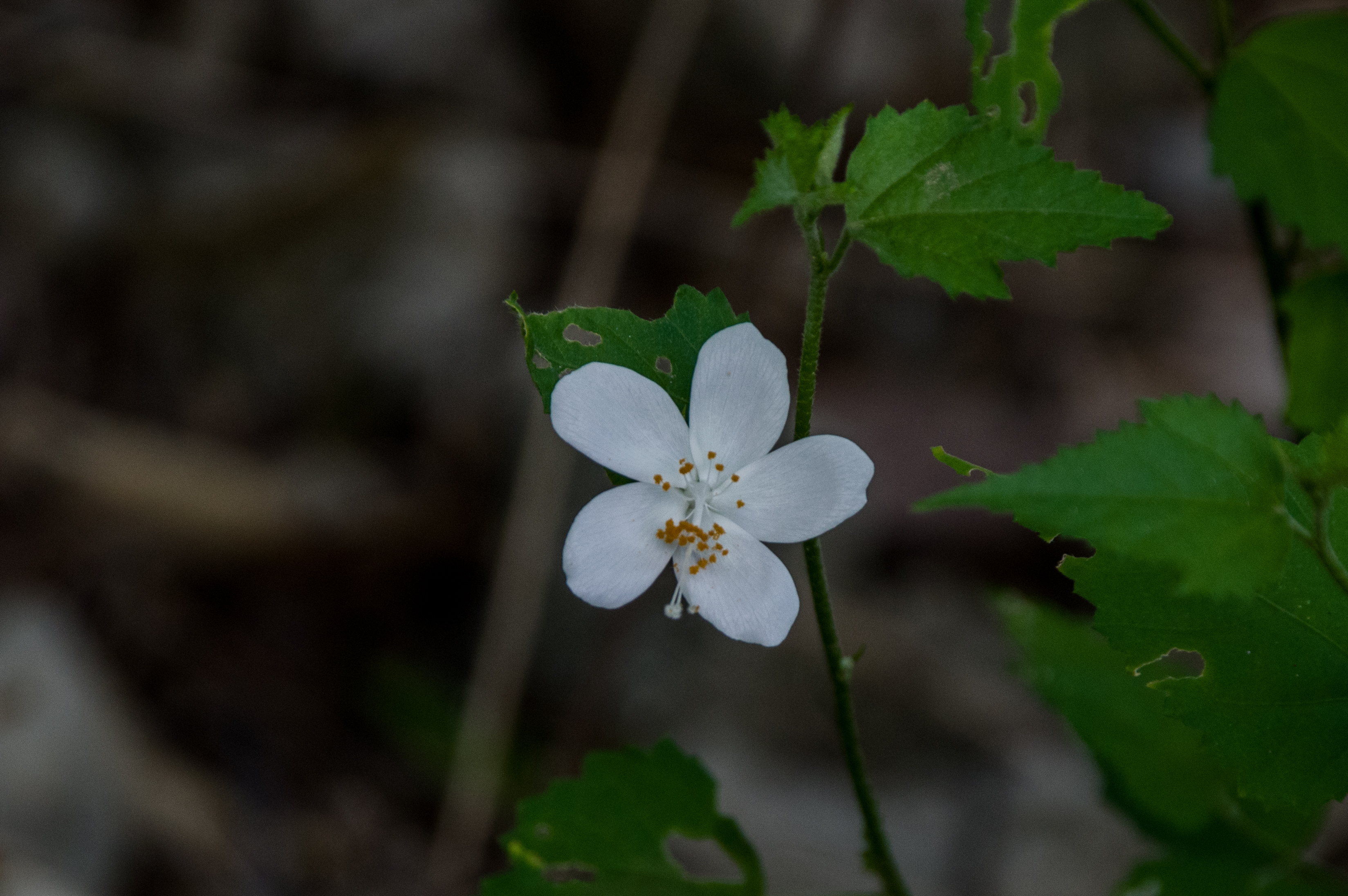 Hibiscus phoeniceus