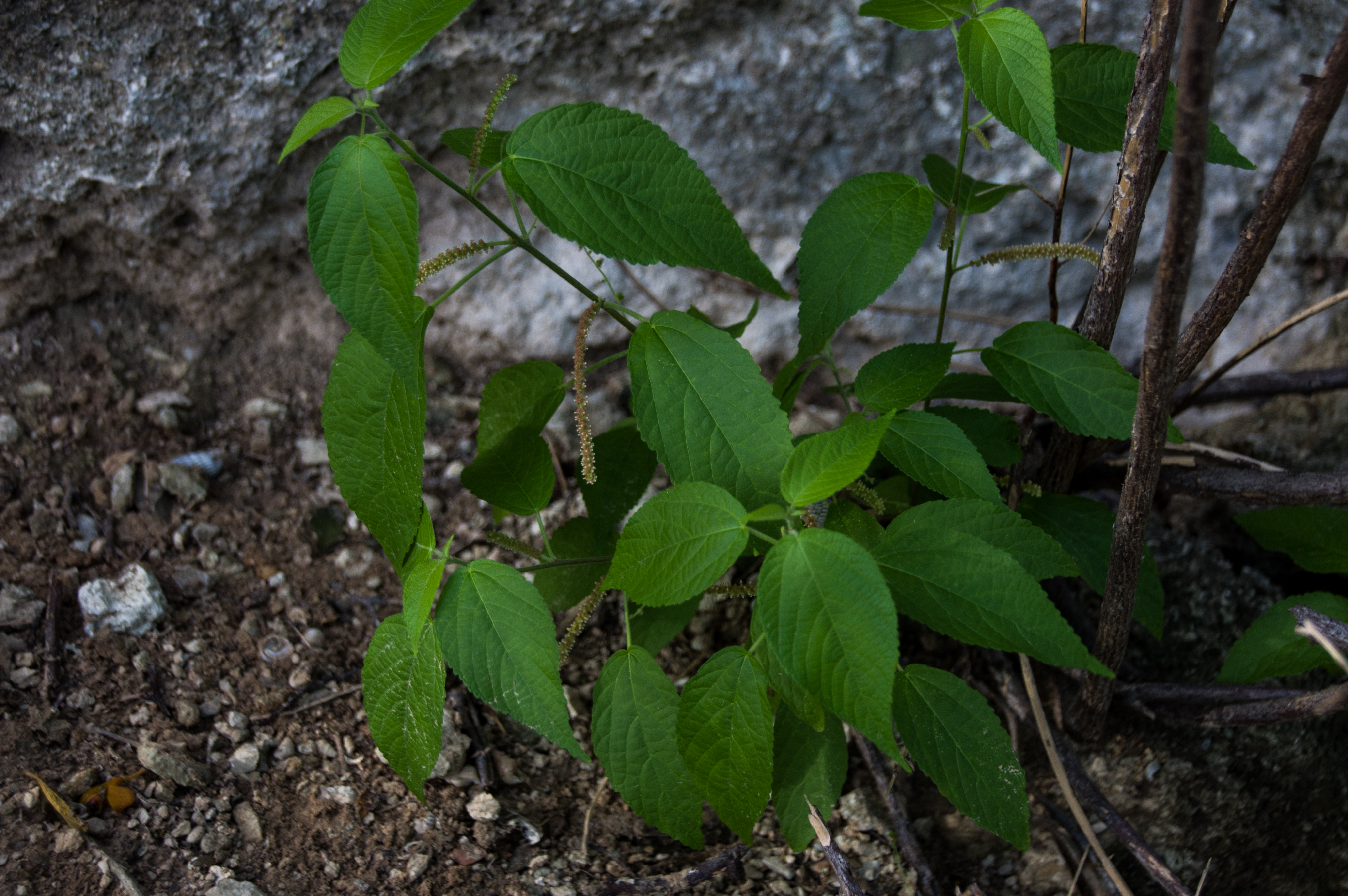 Acalypha cuspidata