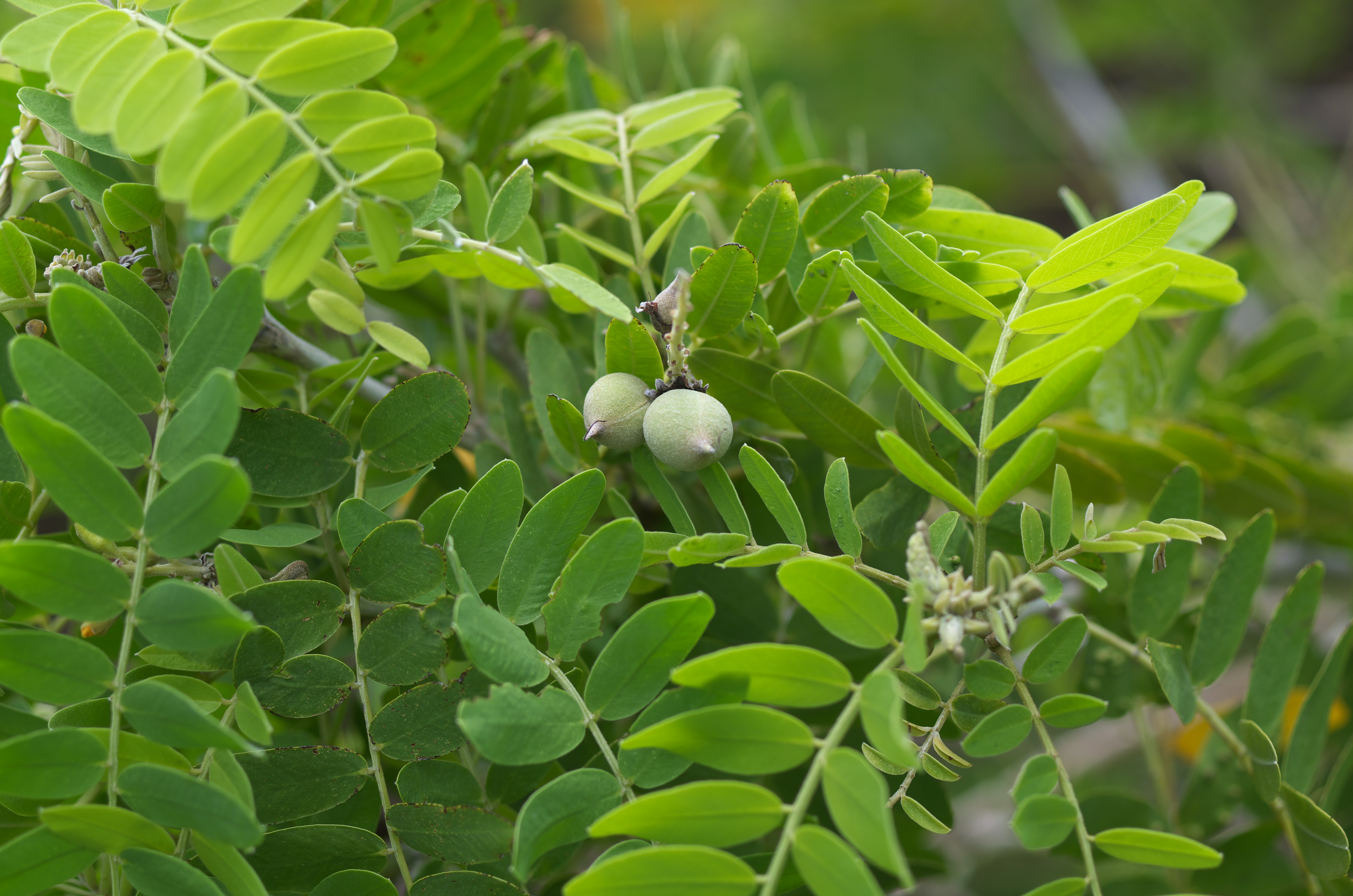 Geoffroea spinosa