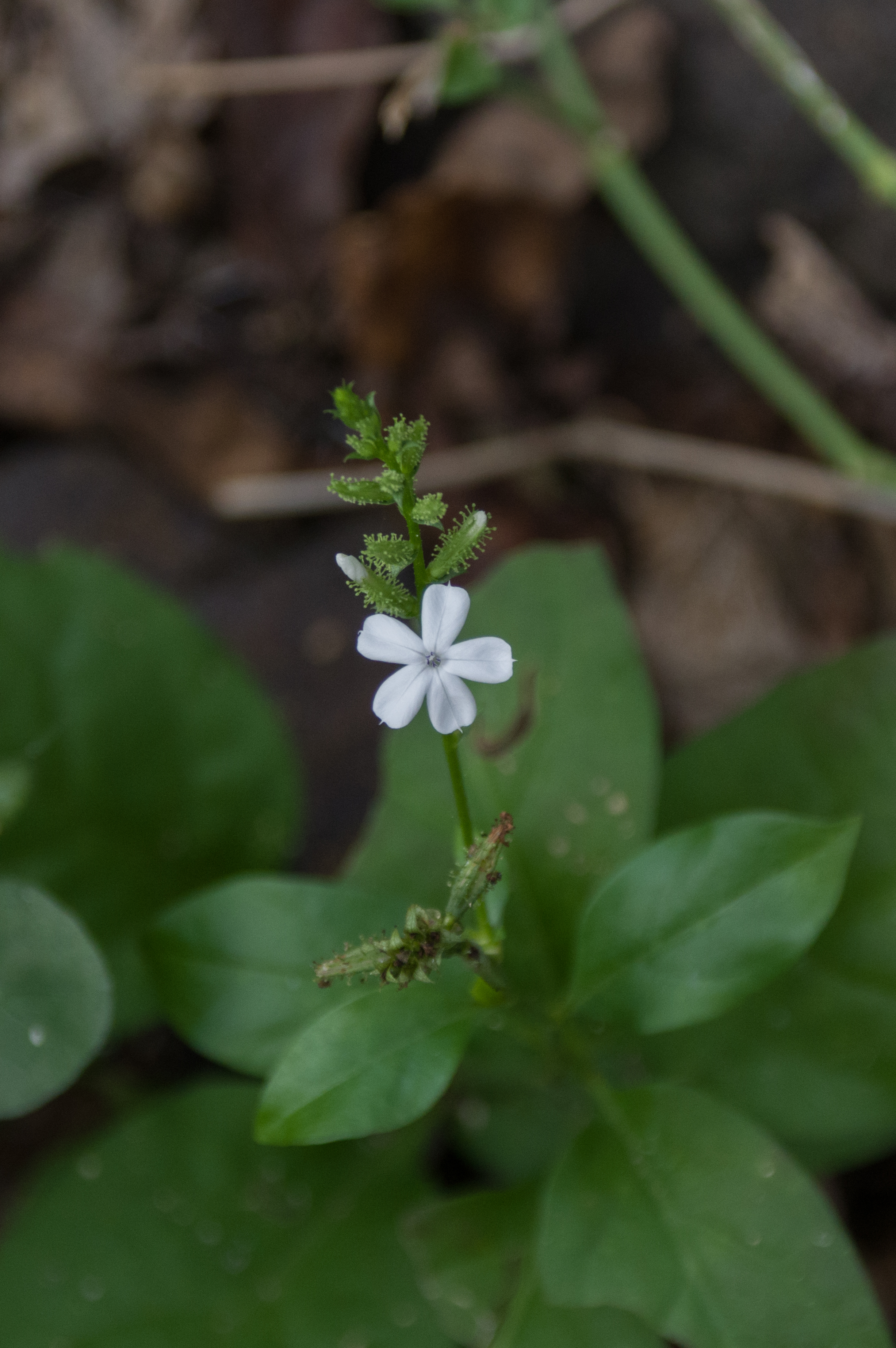 Plumbago zeylanica