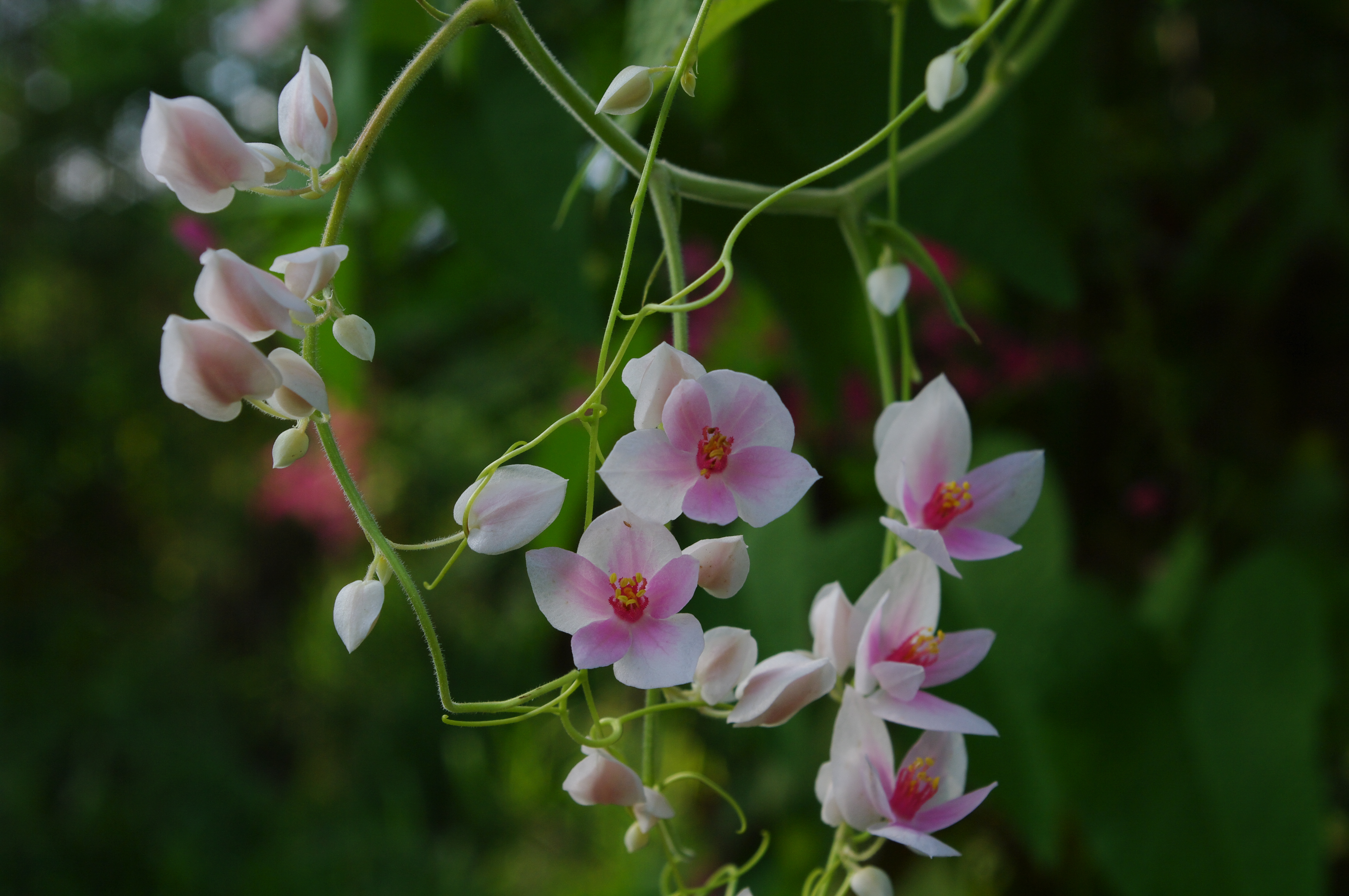 Antigonon leptopus