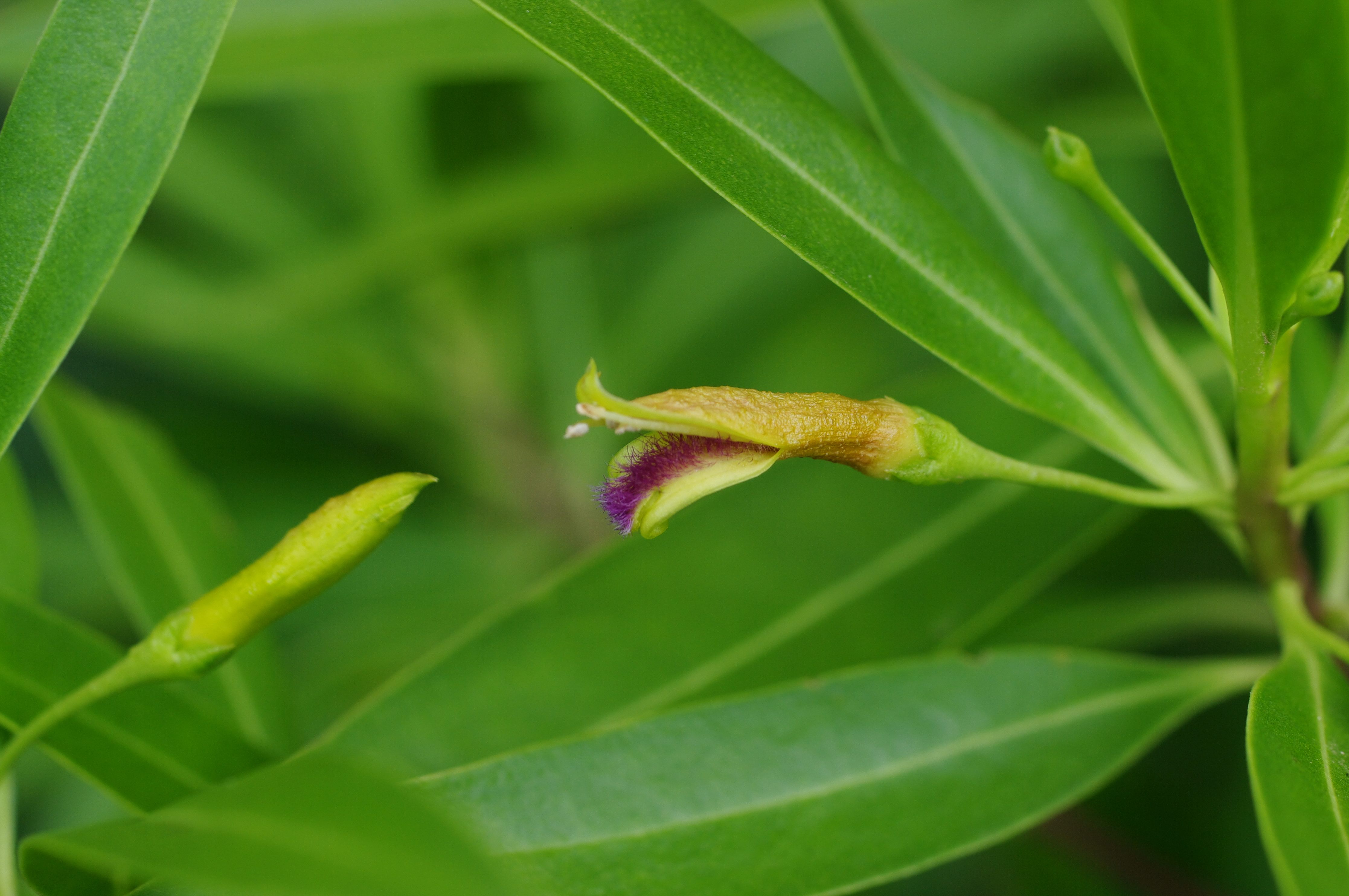 Bontia daphnoides