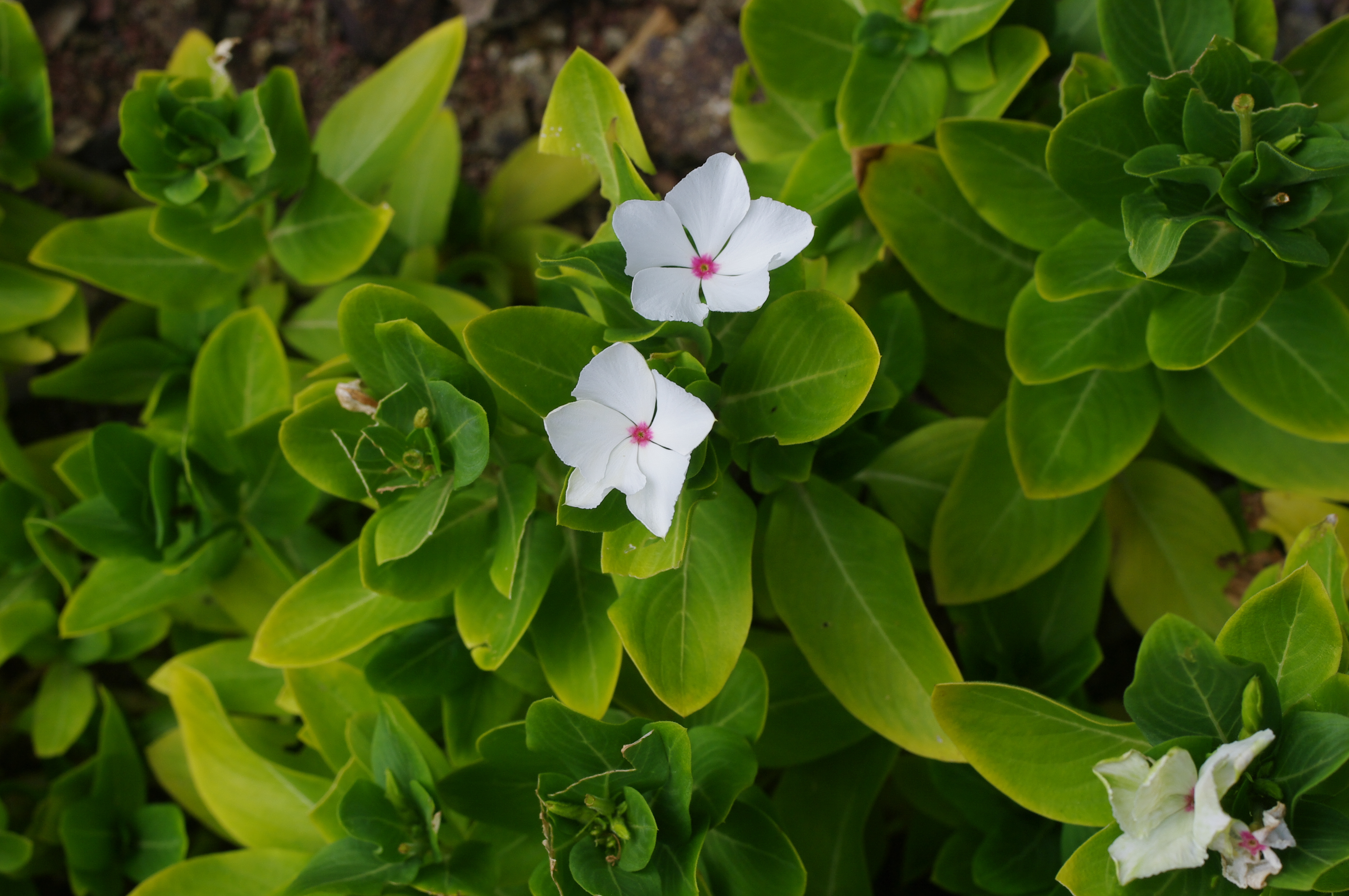 Catharanthus roseus