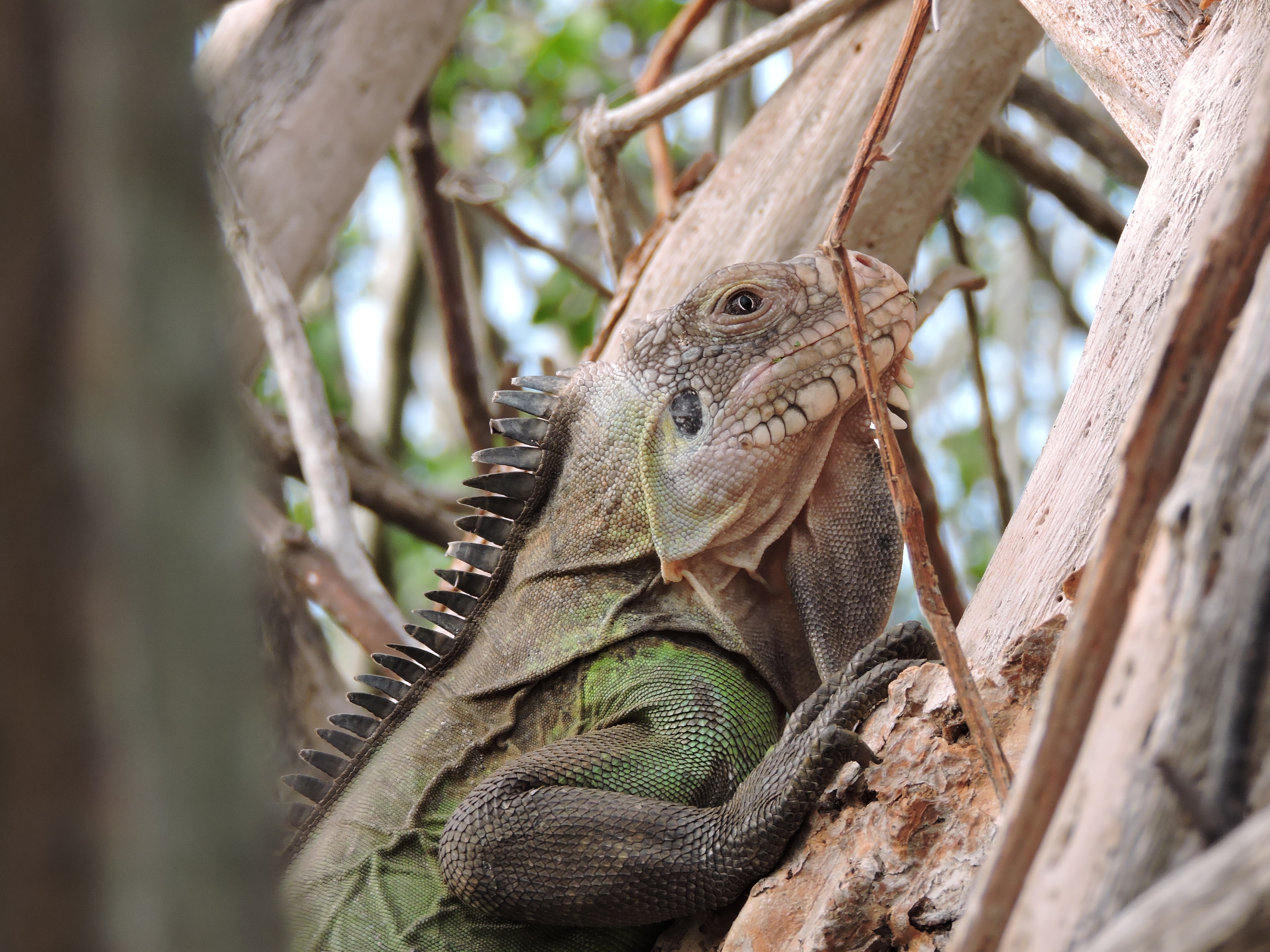 Iguana delicatissima