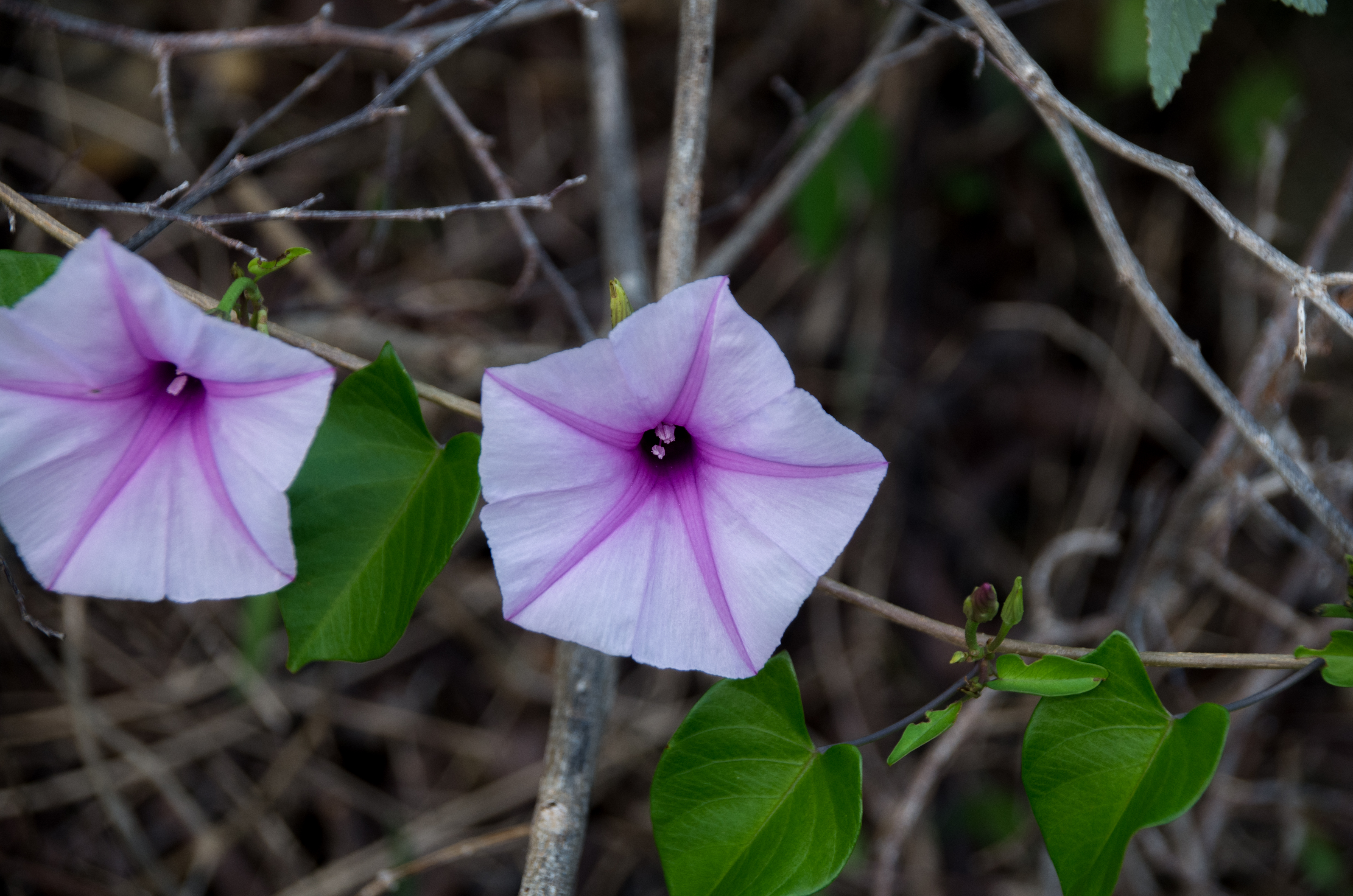 Ipomoea incarnata