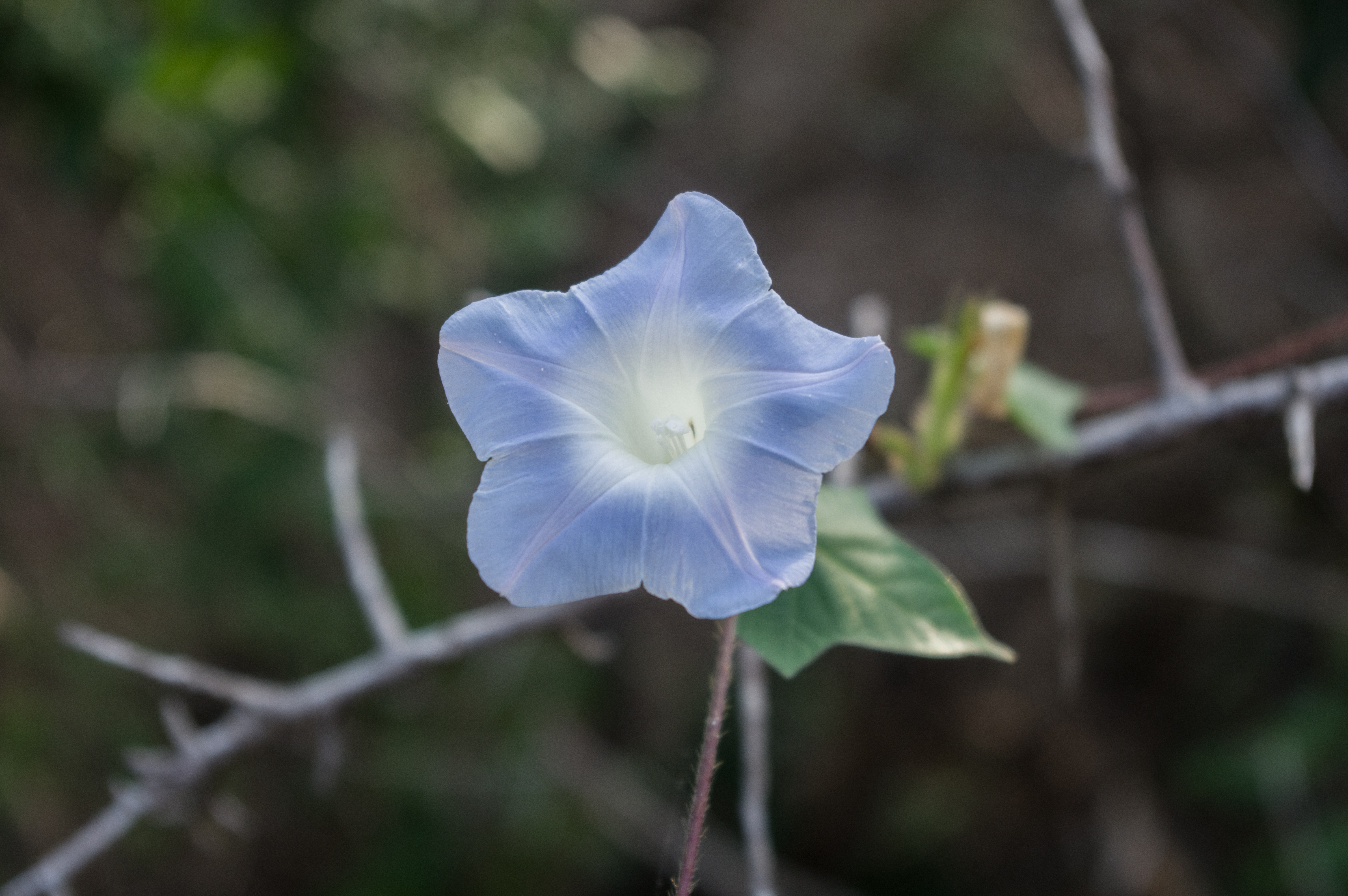 Ipomoea nil