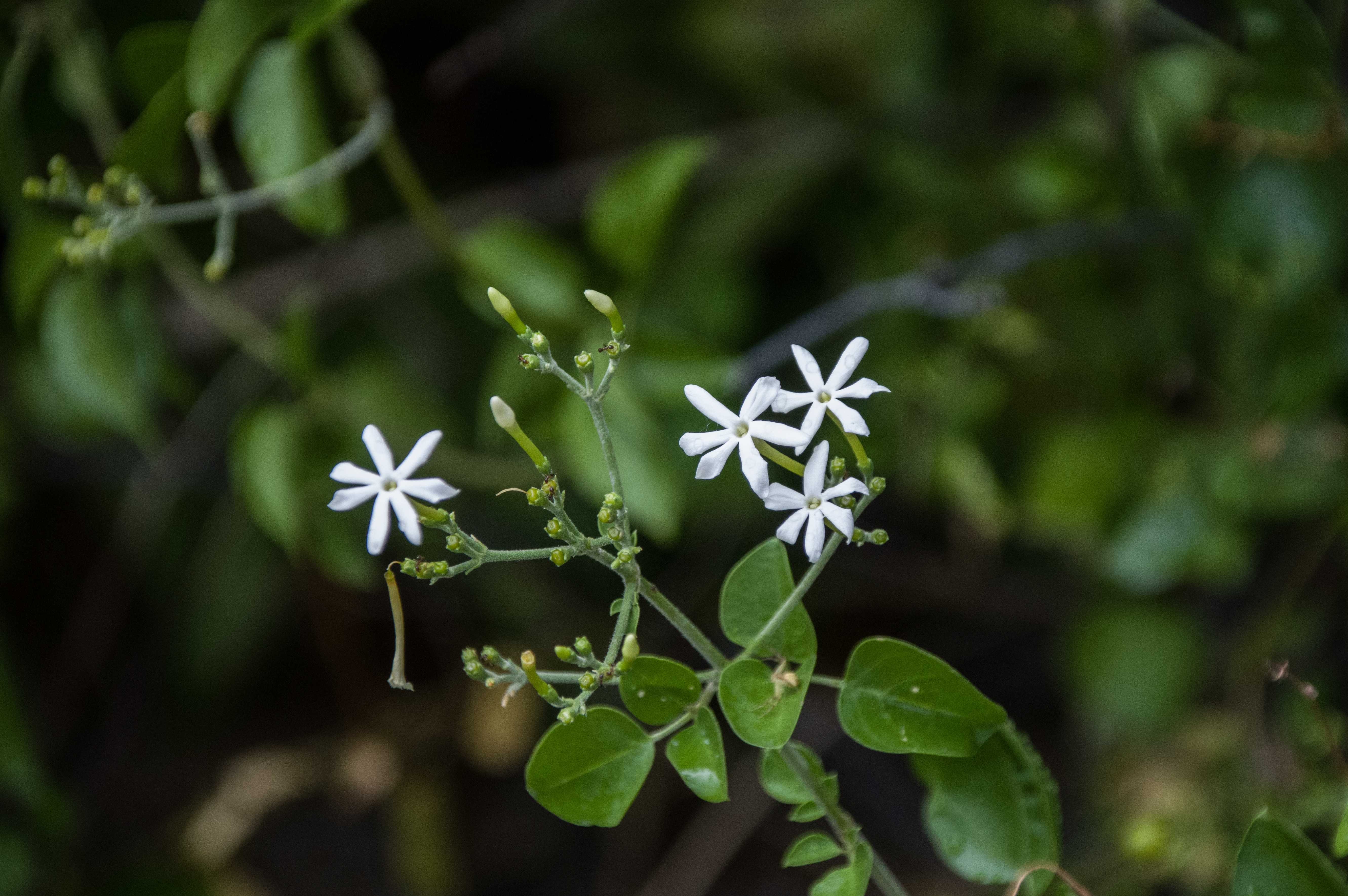 Jasminum fluminense