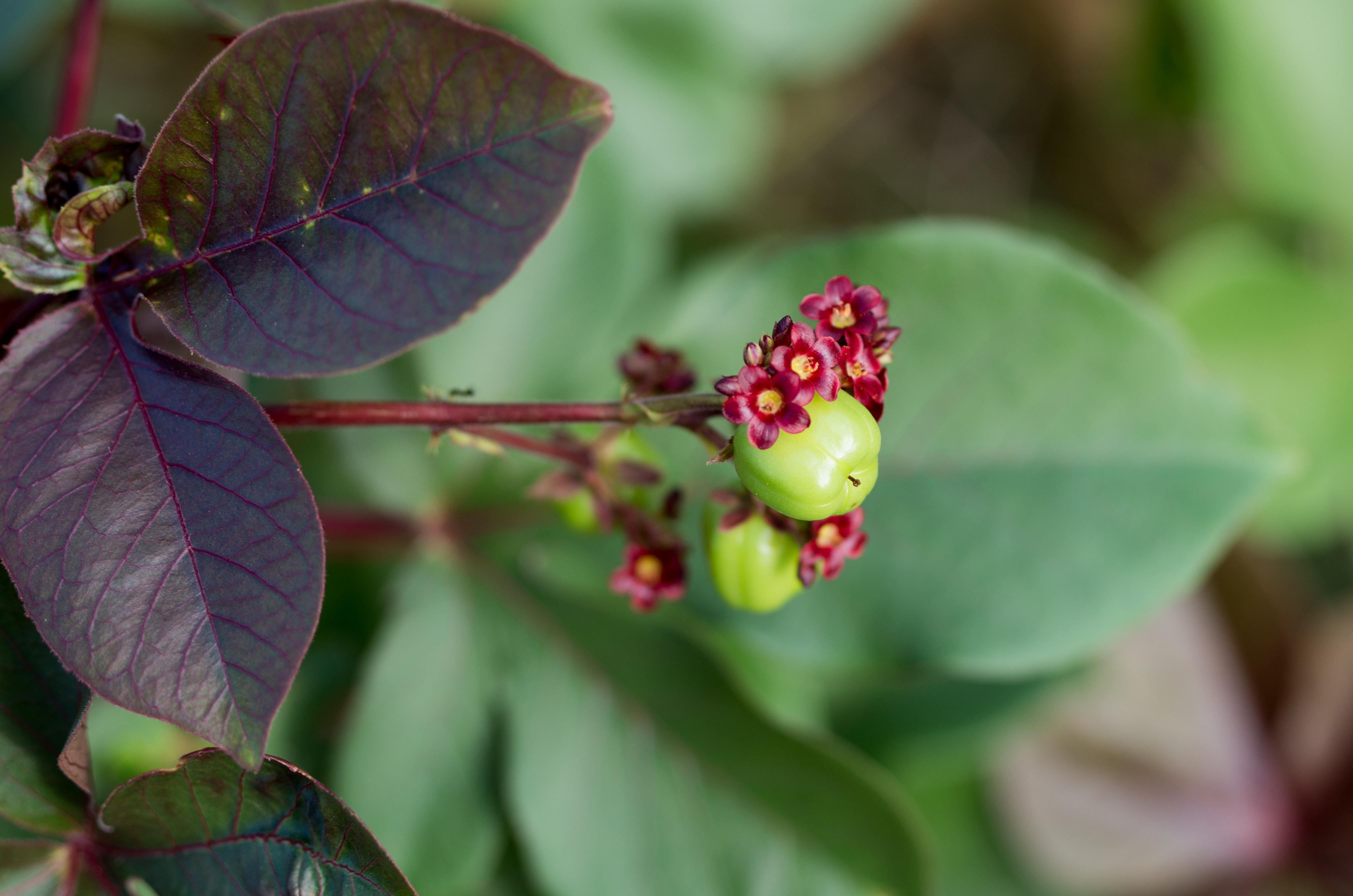 Jatropha gossypiifolia