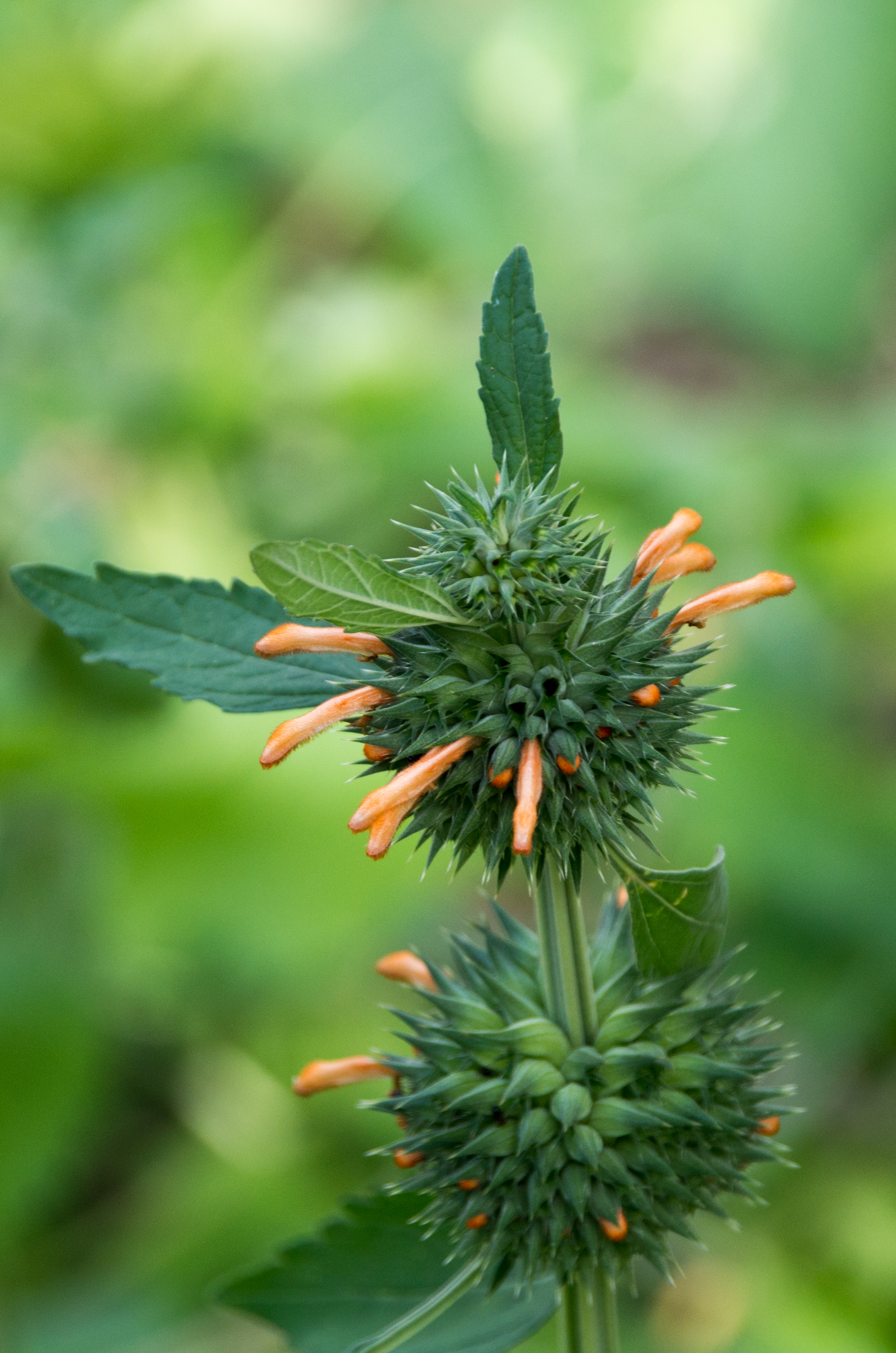 Leonotis nepetifolia