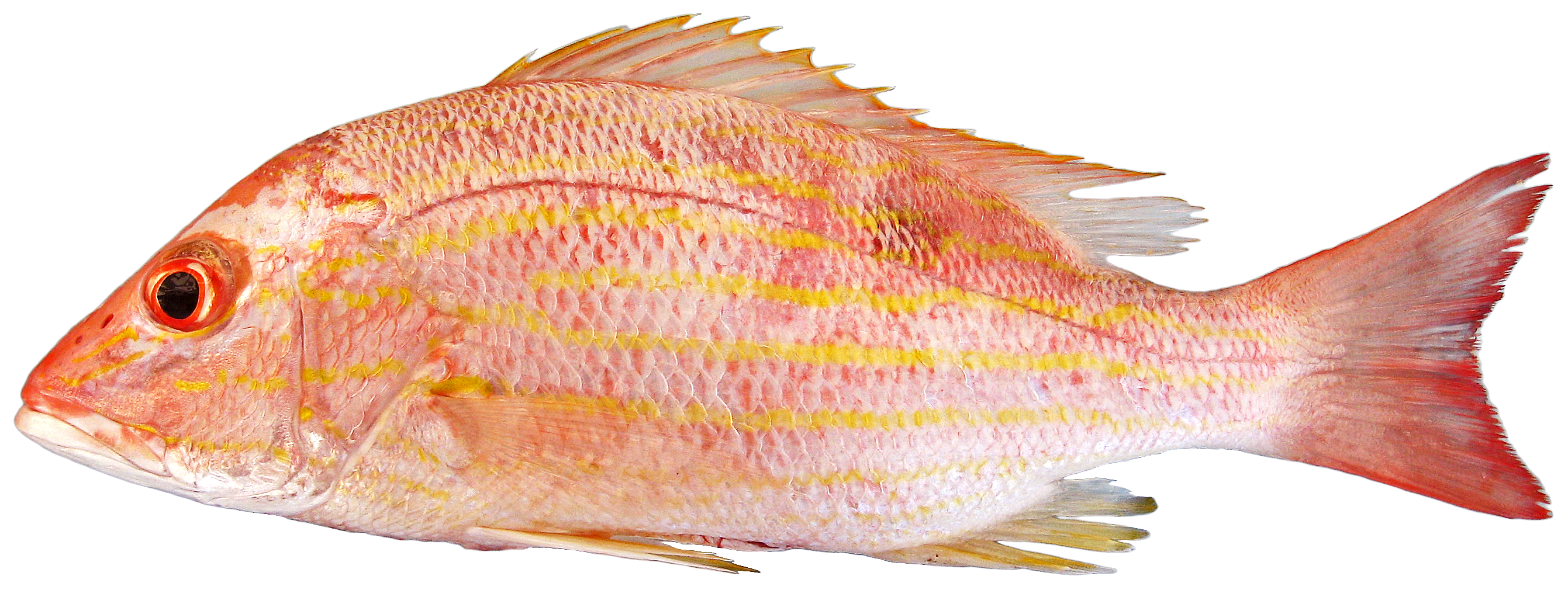 Lane Snapper