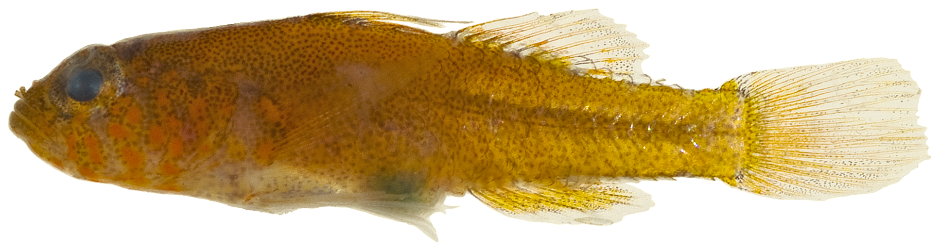 Lythrypnus elasson