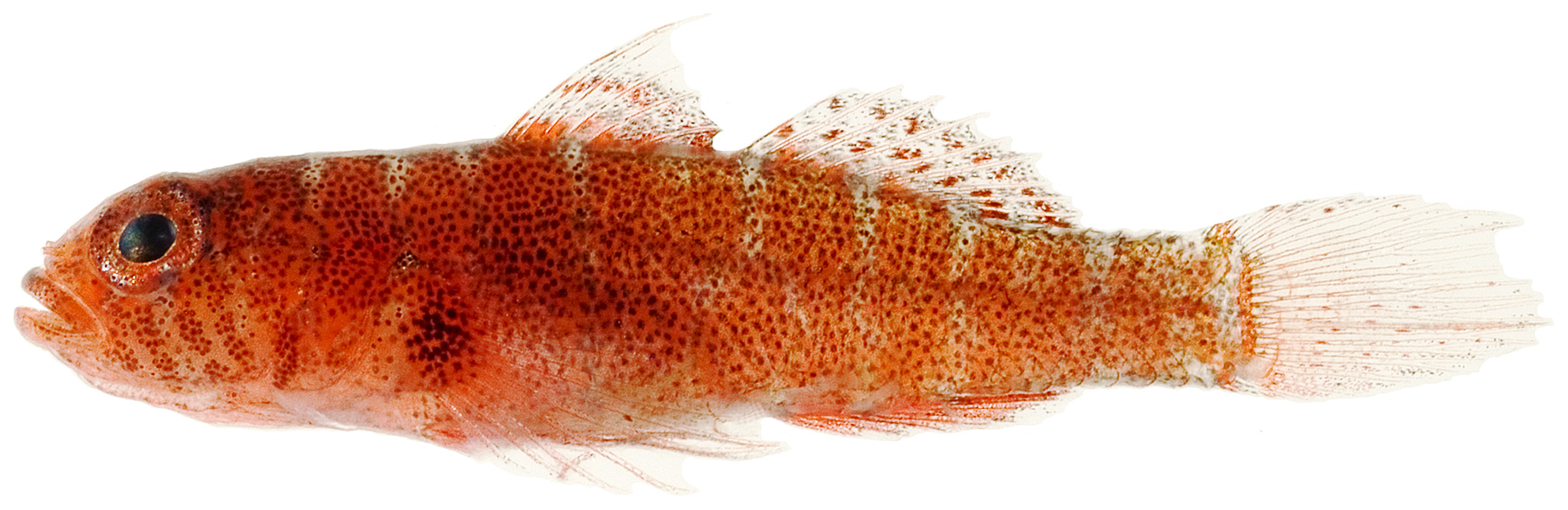 Lythrypnus minimus