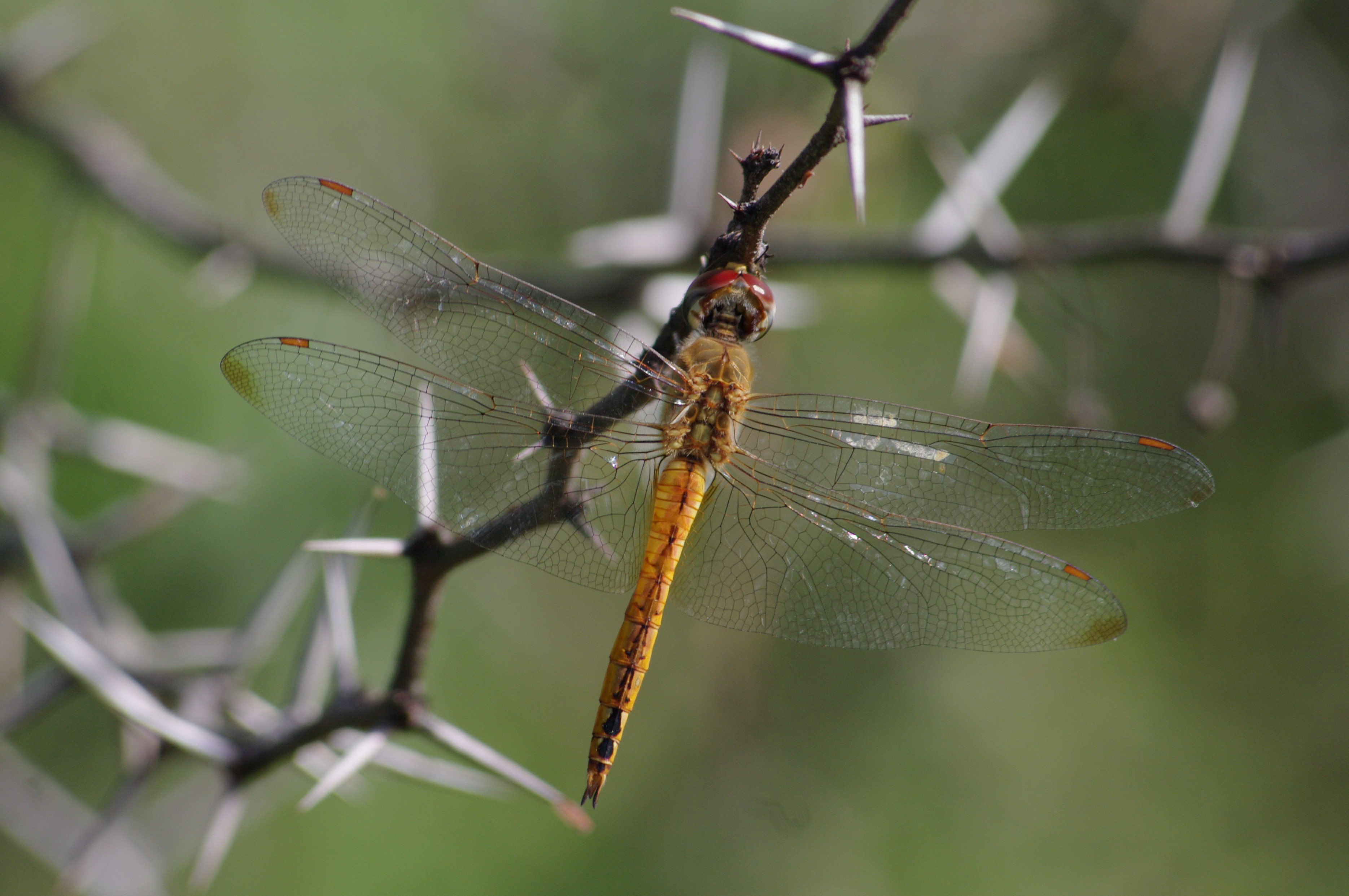 Pantala flavescens