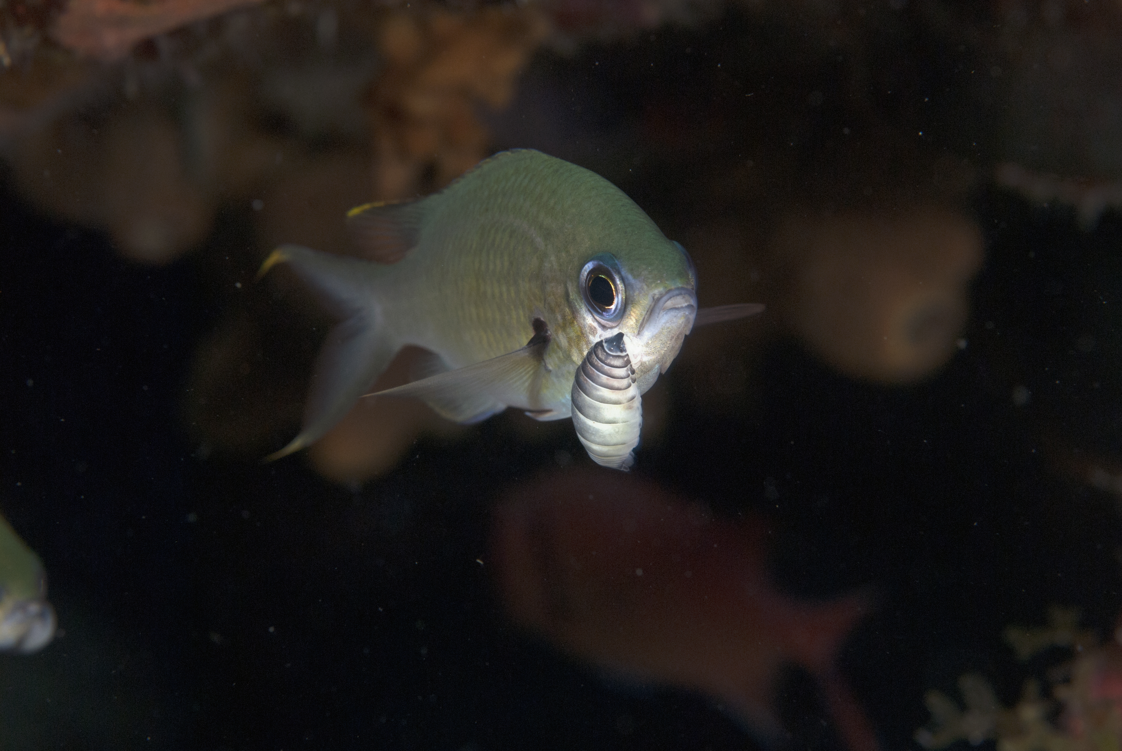Chromis multilineata