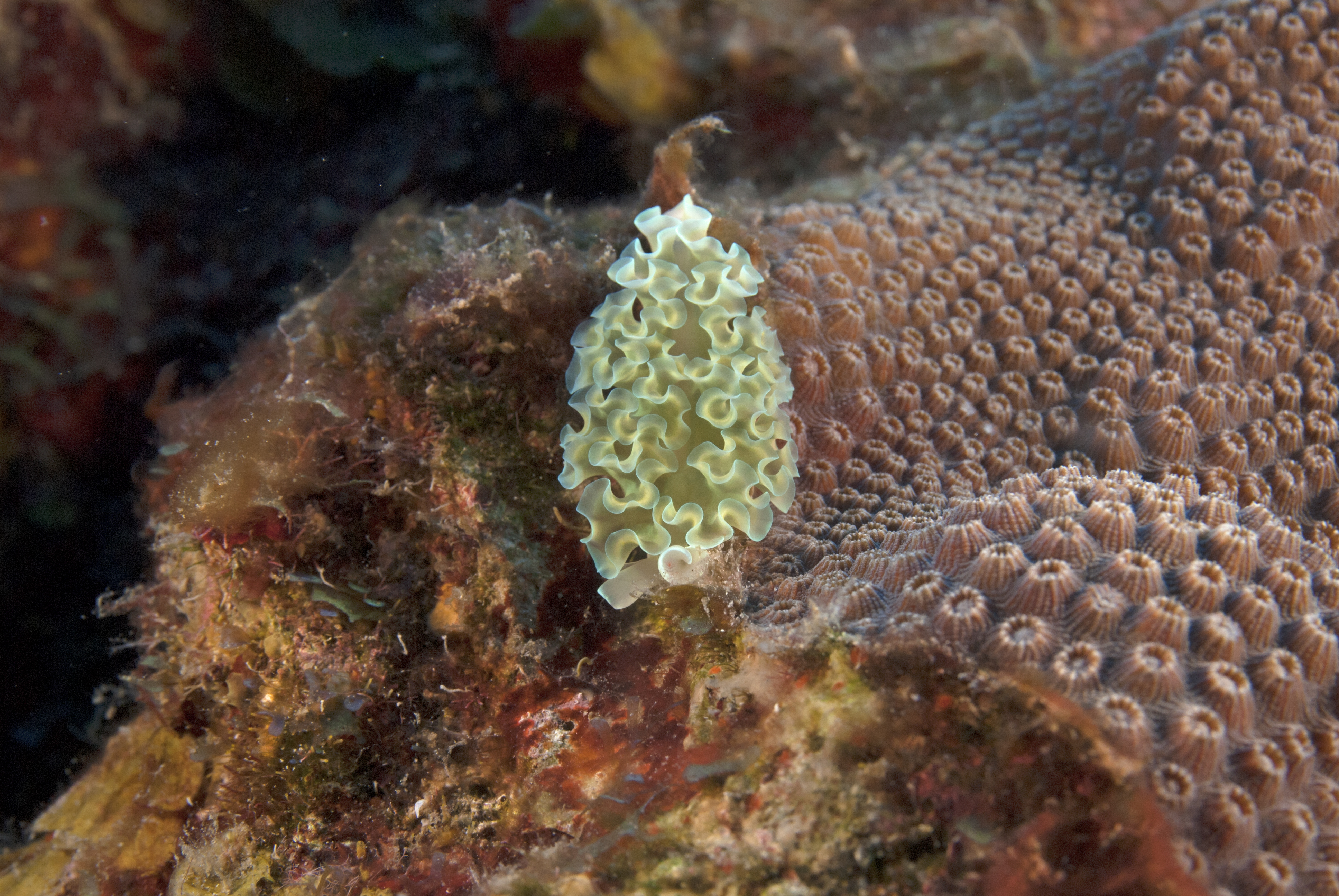 Elysia crispata