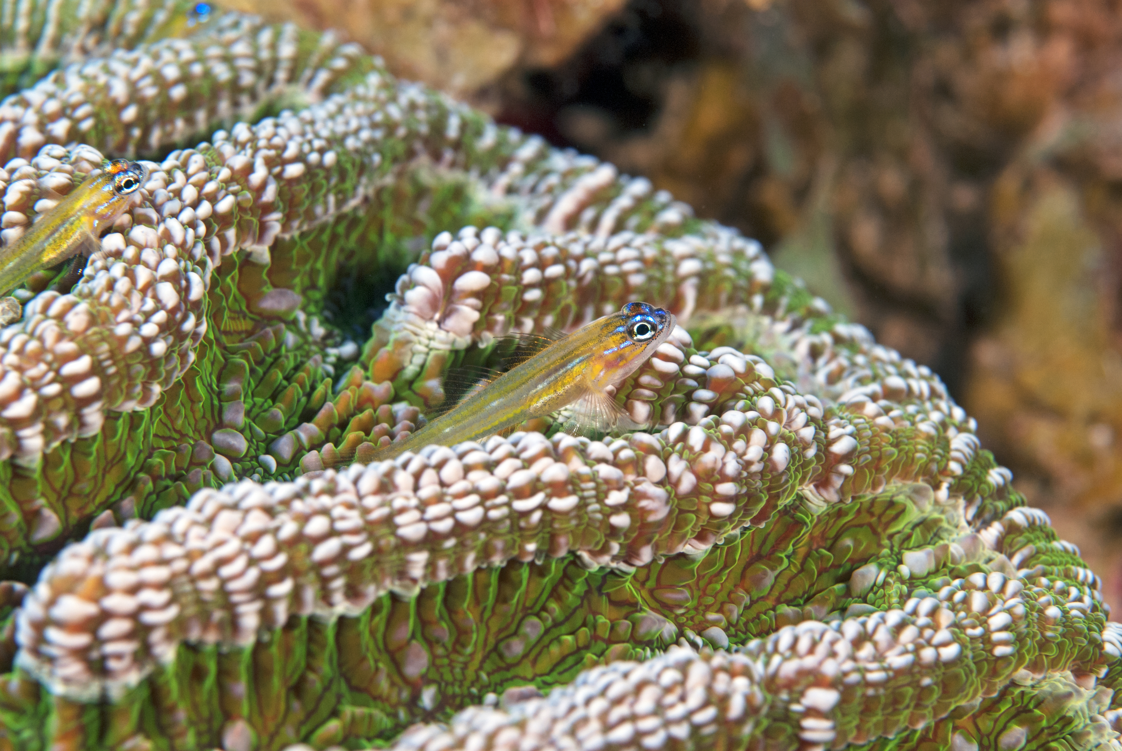 Coryphopterus lipernes