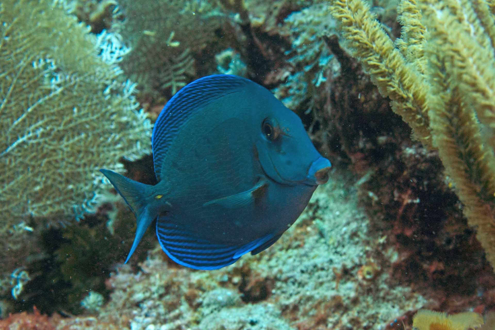 Acanthurus coeruleus