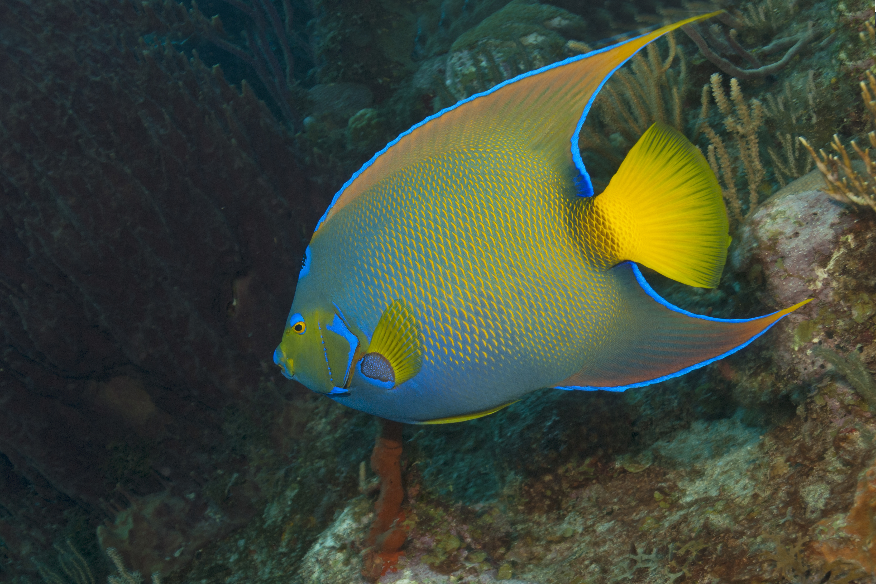 Holacanthus ciliaris