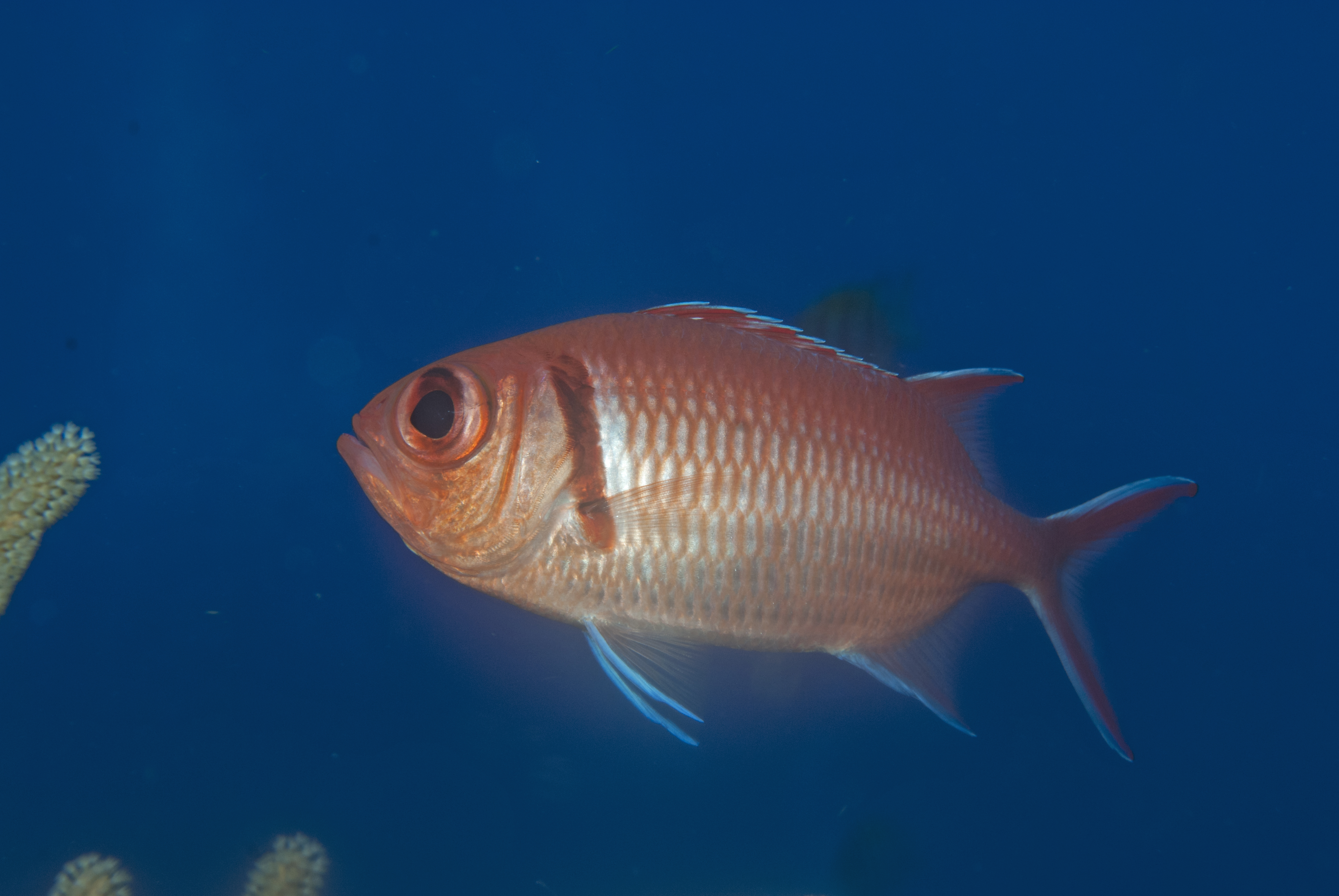 Myripristis jacobus