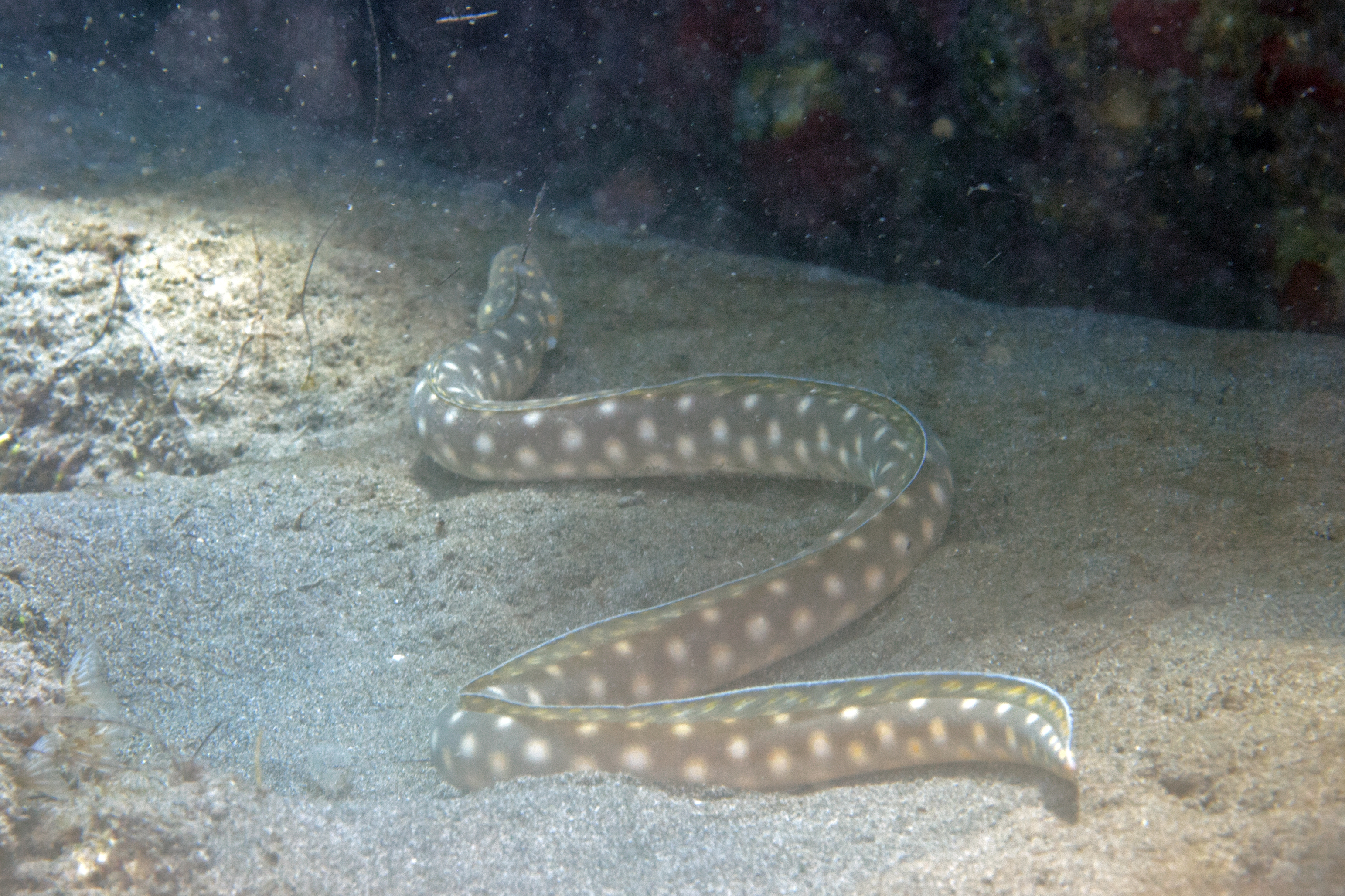Myrichthys breviceps